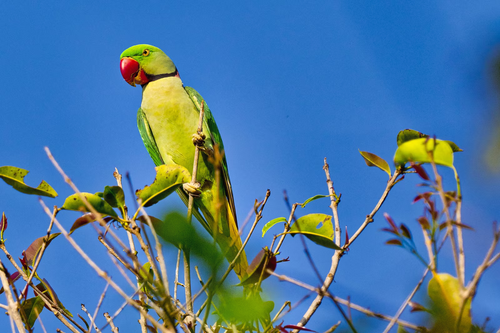 Green parakeet perched on a leafy branch against a blue sky