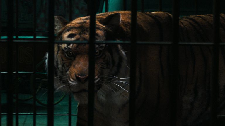 Creature Creation for TV: Building Snowfall's Photoreal Tiger