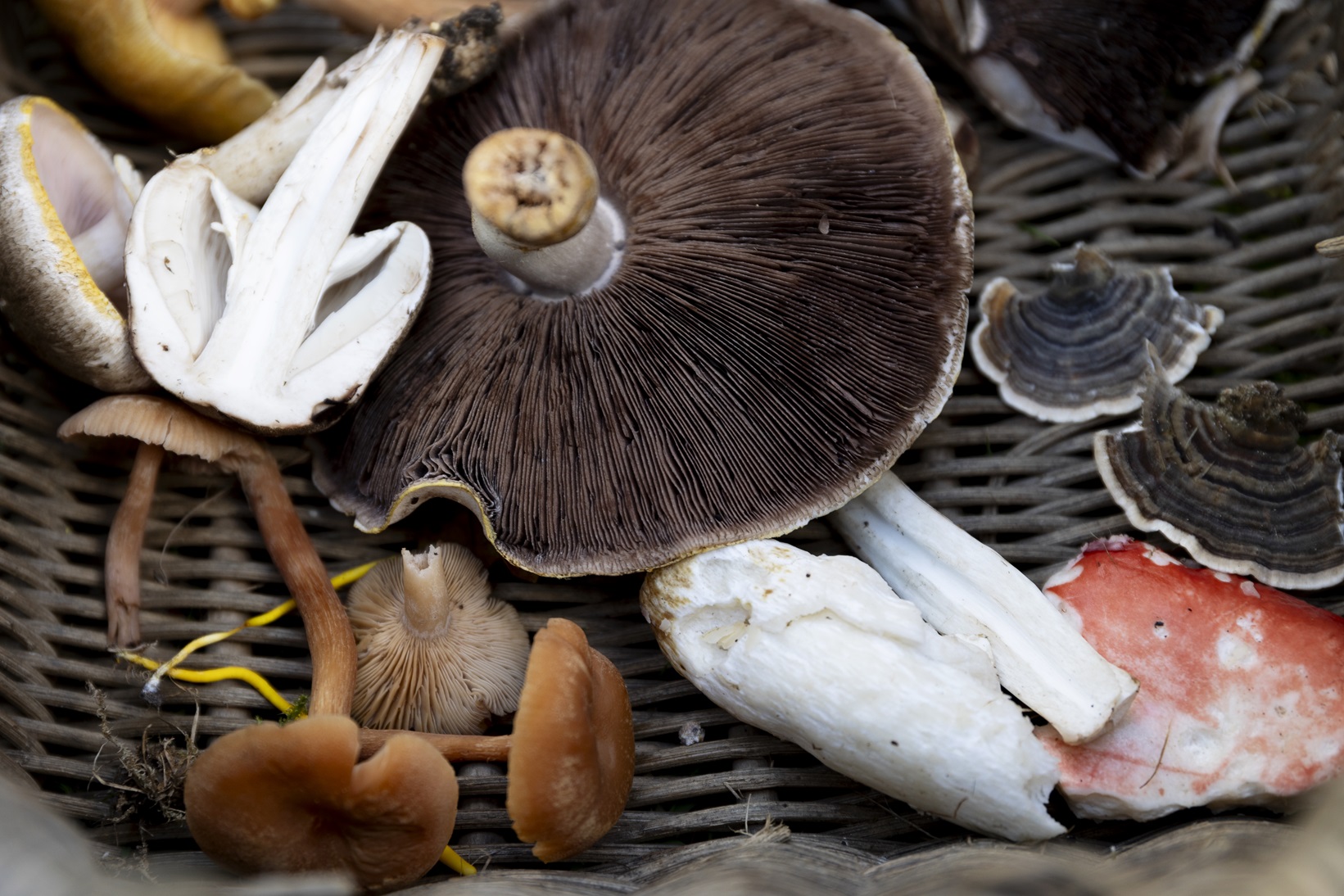 Beginner’s guide to foraging in Hampshire