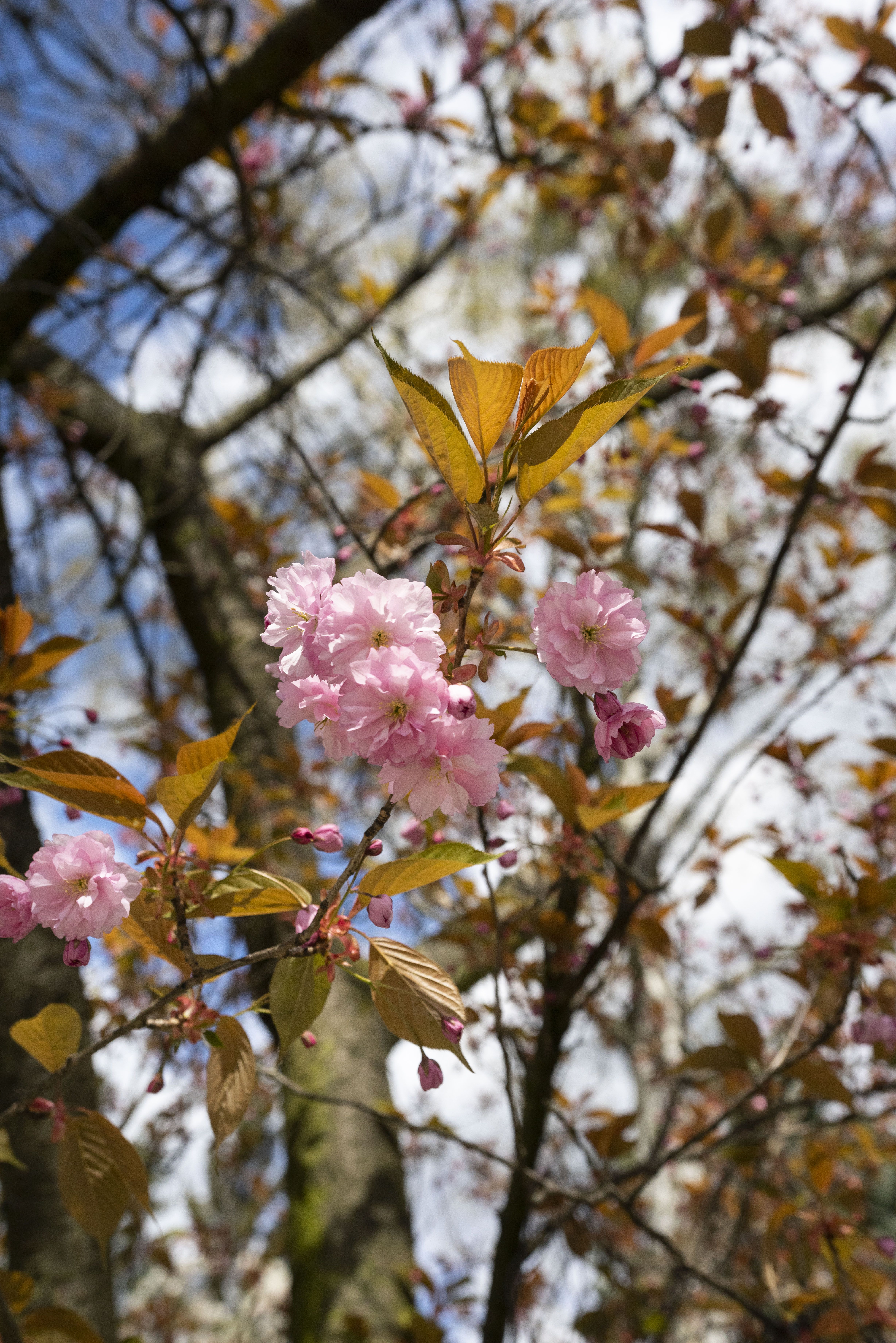 Garten - Detail