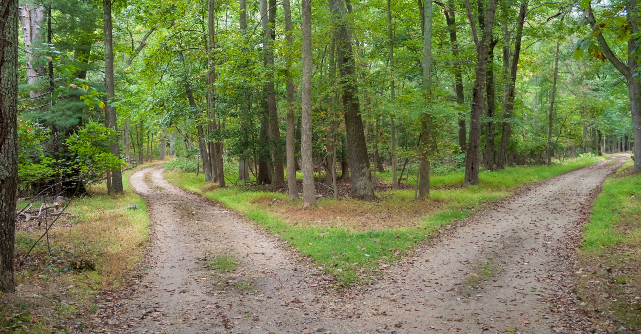 Two paths in the woods, indicating two choices