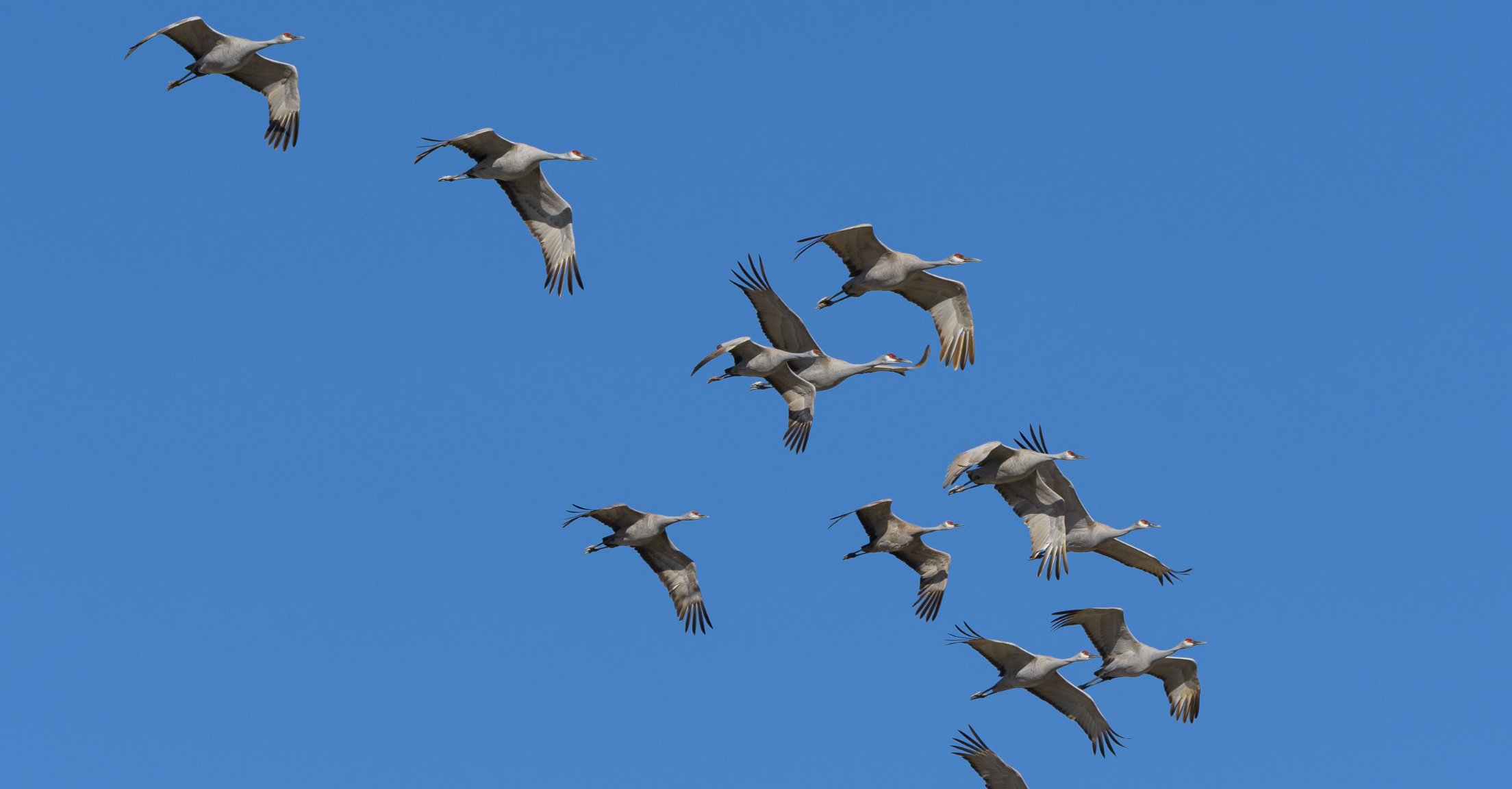 Birds flying in the sky to demonstrate migration from one financial planning software to another