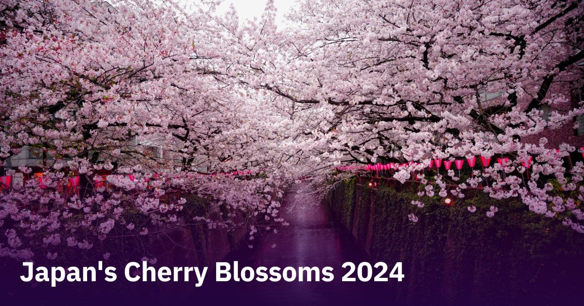  Sakura season 2024: Top 15 restaurants in Tokyo and Kyoto Illustration 