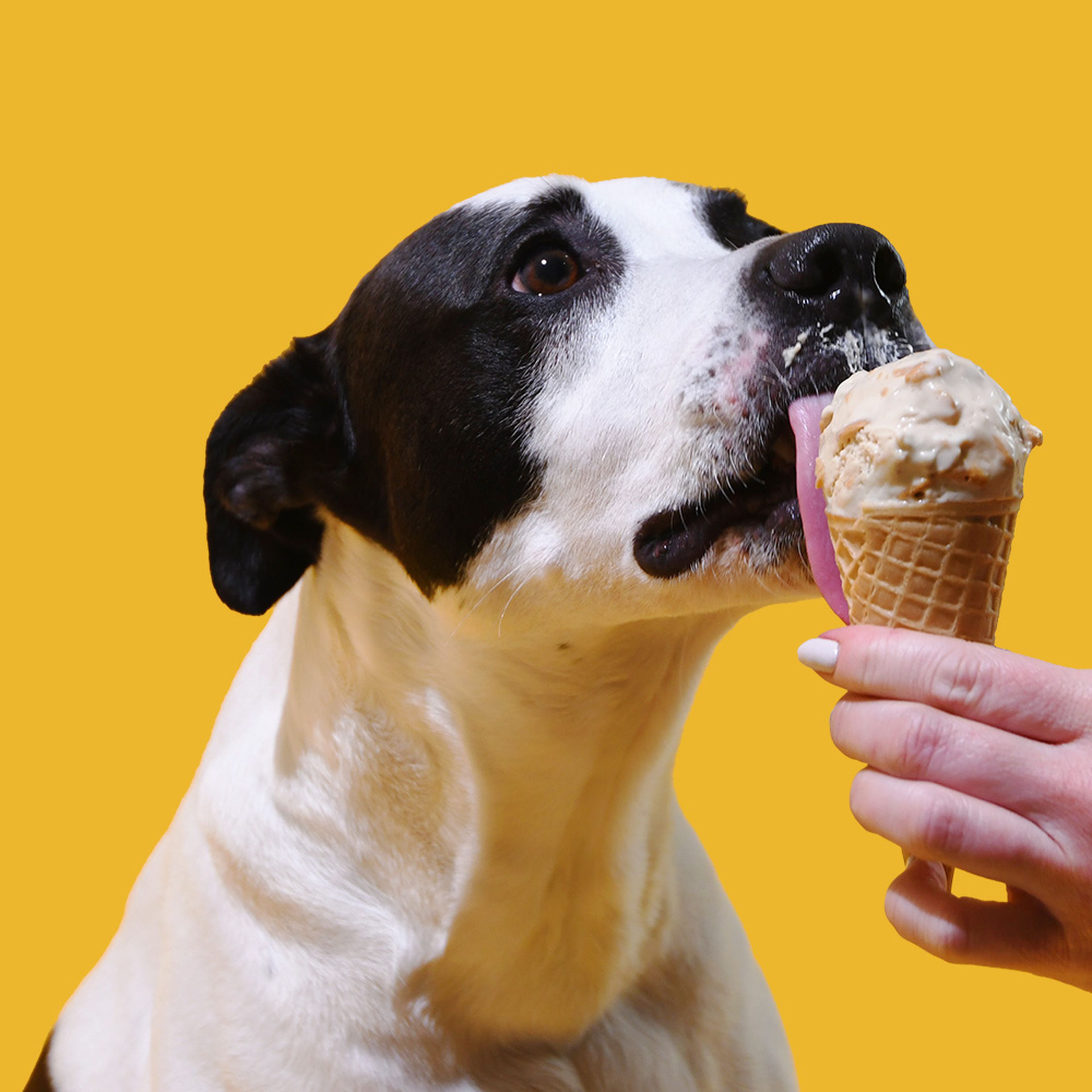 A dog happily licking the Van Leeuwen x Ollie ice cream scoop held in a cone by a person.