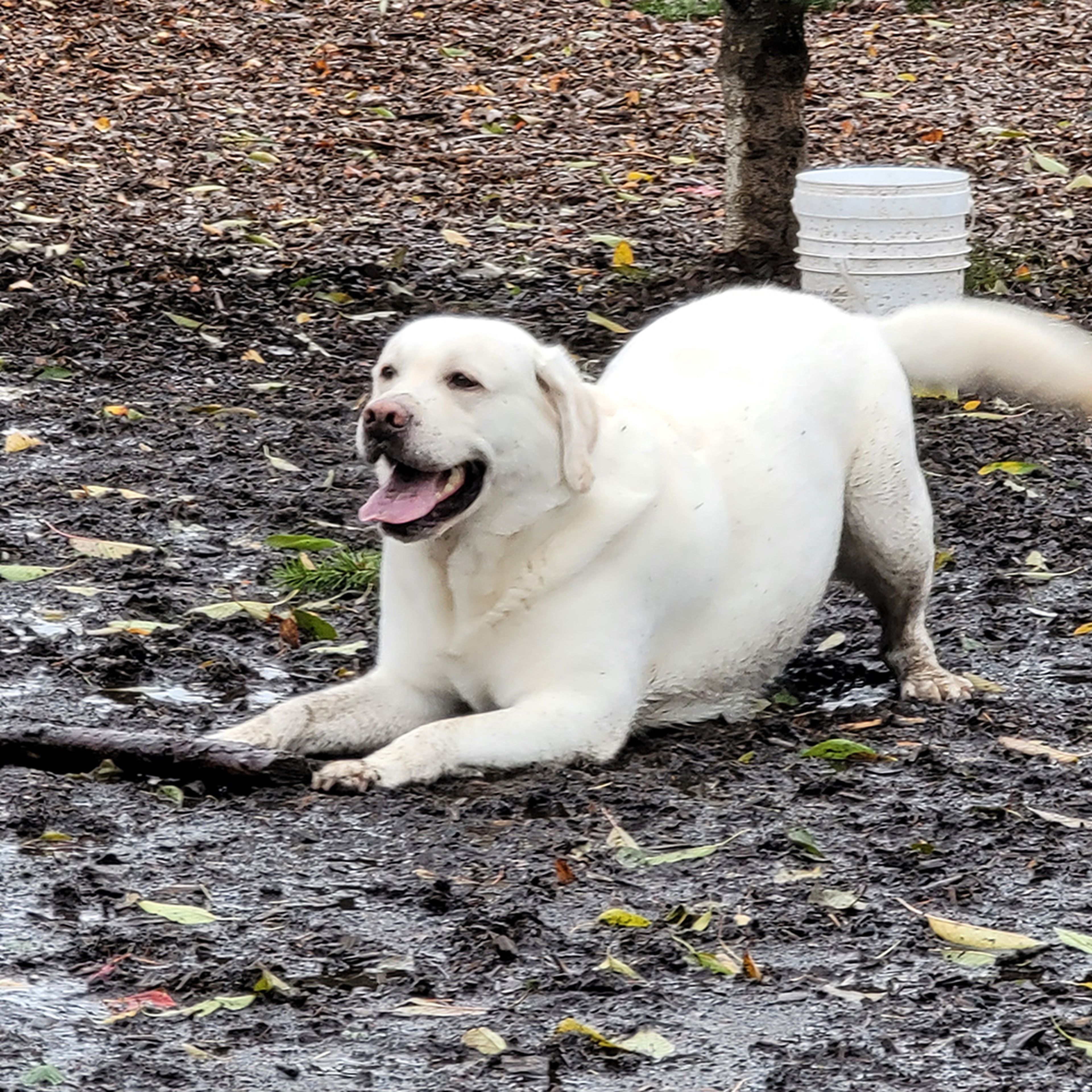 Gut Health Microbiome Test for Dogs Ollie