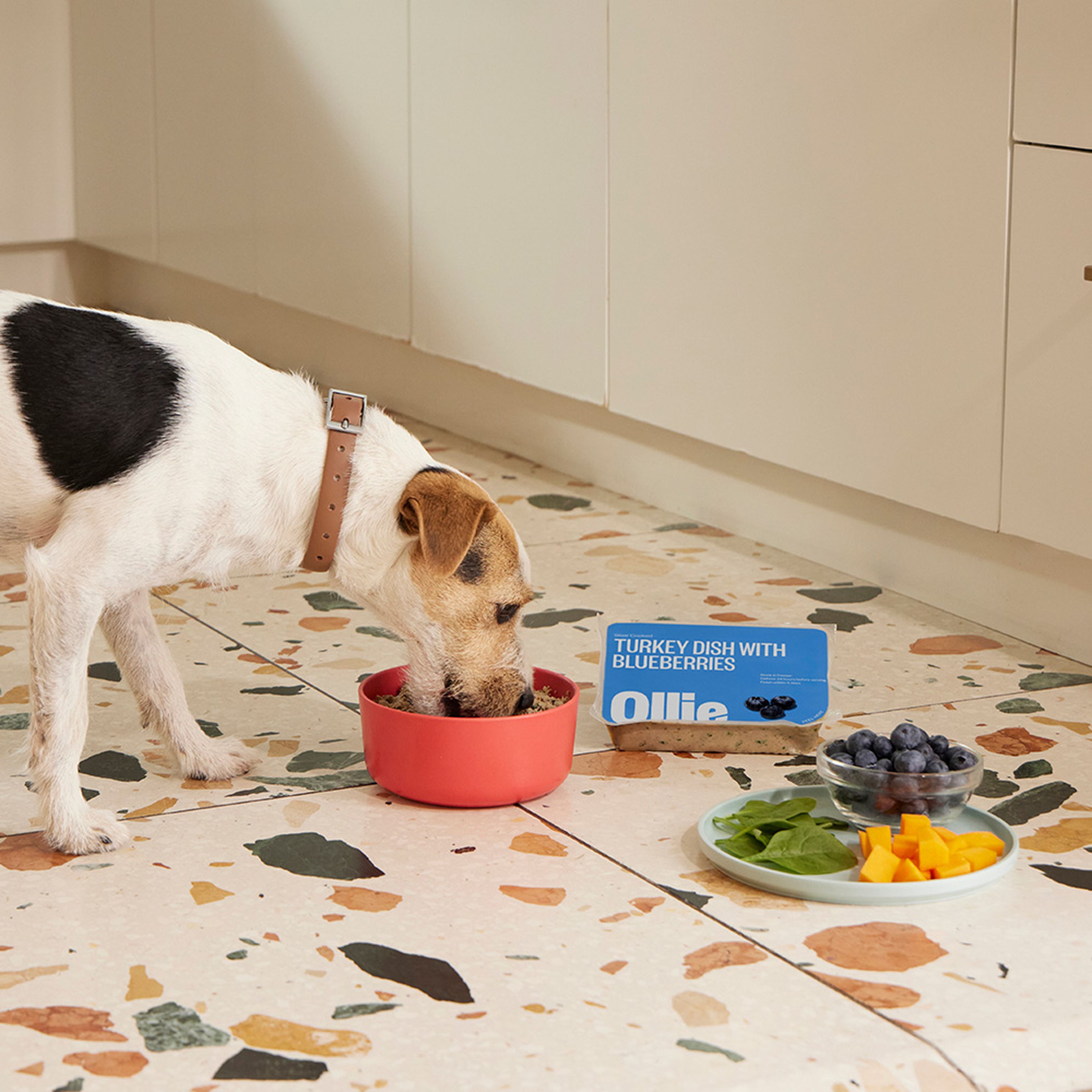 A dog eating Ollie's fresh dog food in a bowl on the kitchen floor, next to an Ollie fresh pack and fresh ingredients placed in a plate.