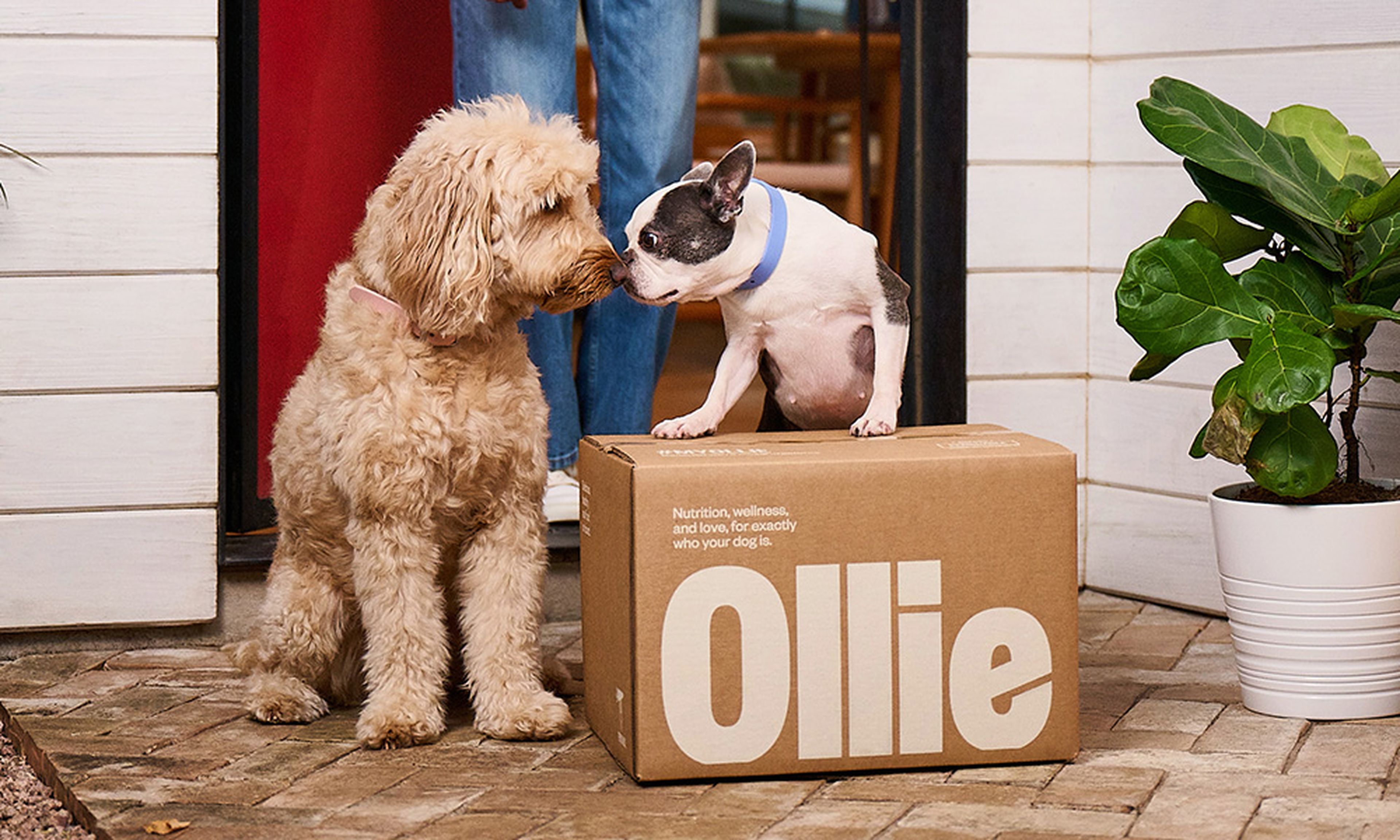 Two dogs looking at each other, nose to nose, with an Ollie box at the front door step.