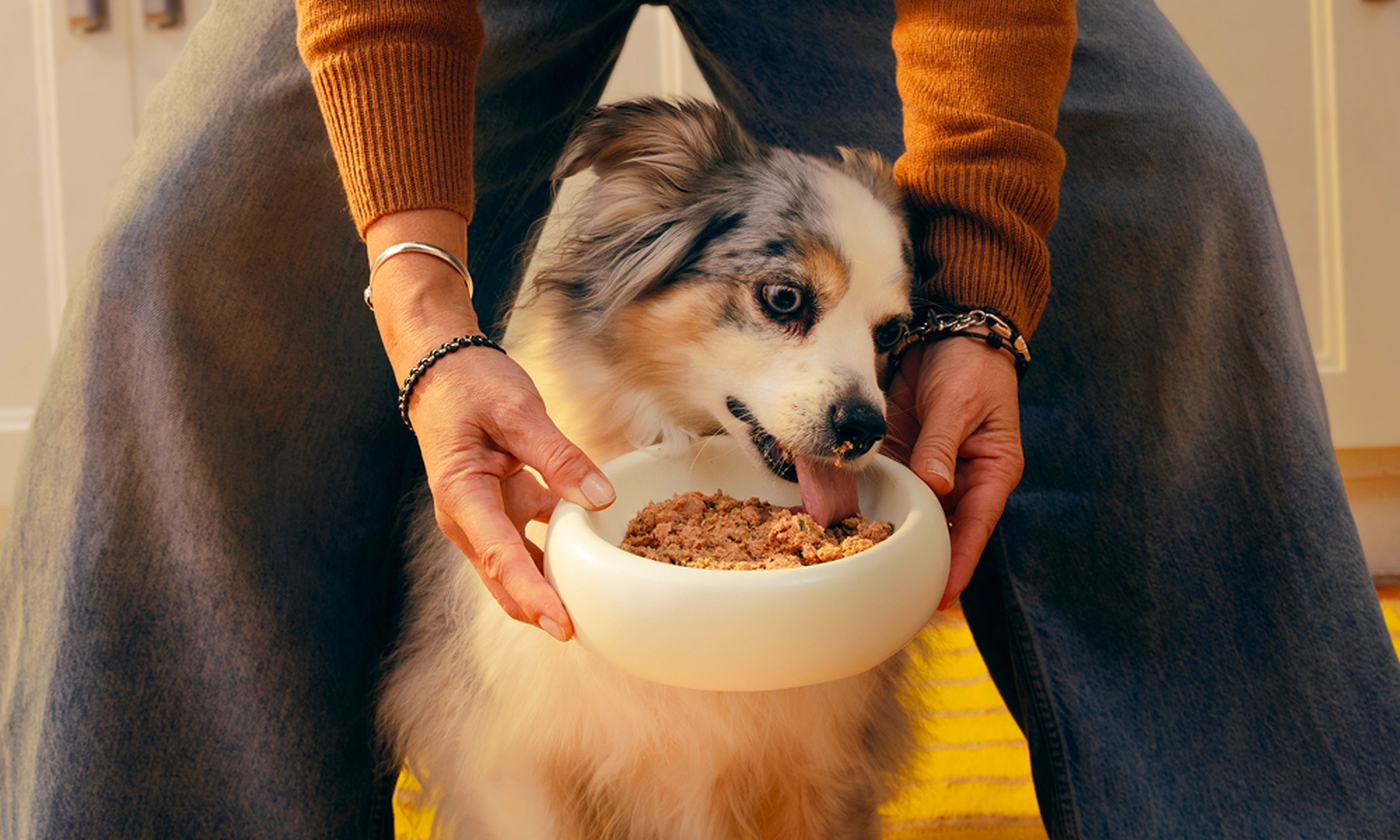 Dog licking up fresh Ollie from a food bowl