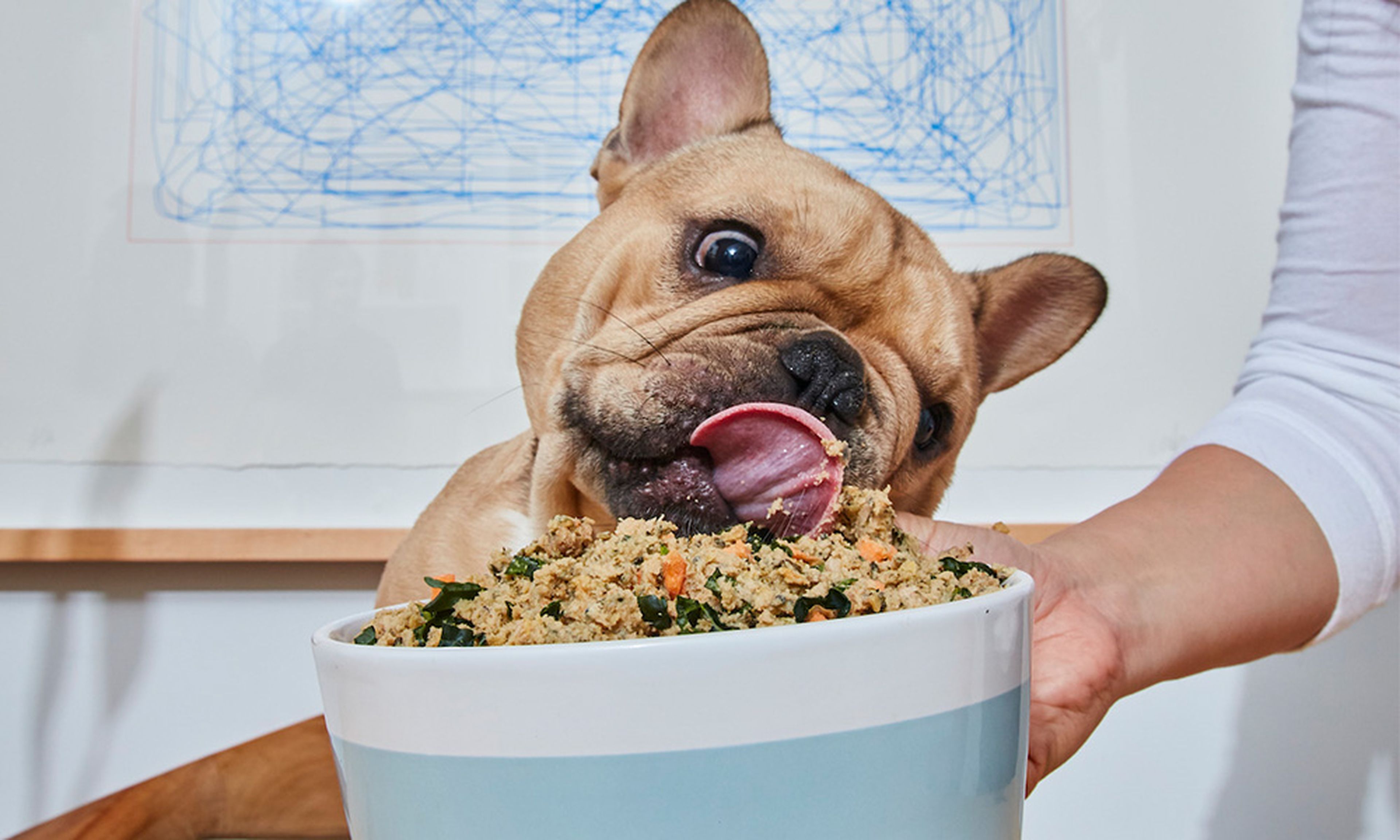 Dog eating fresh Ollie in a bowl.