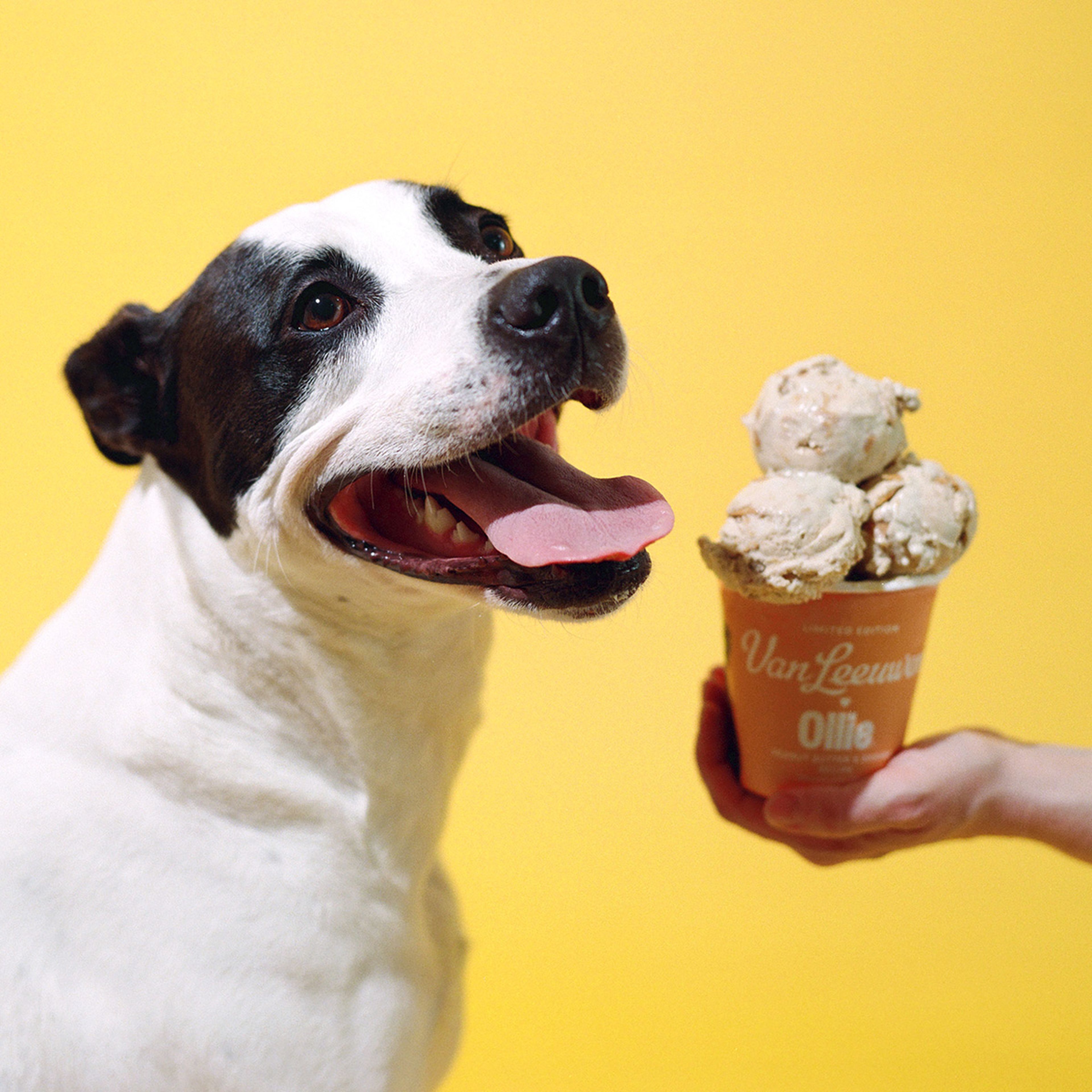 Dog happily looking up with an open mouth, next to a pint of the Peanut Butter and Banana ice cream treat for dogs with 3 scoops stacked on top.