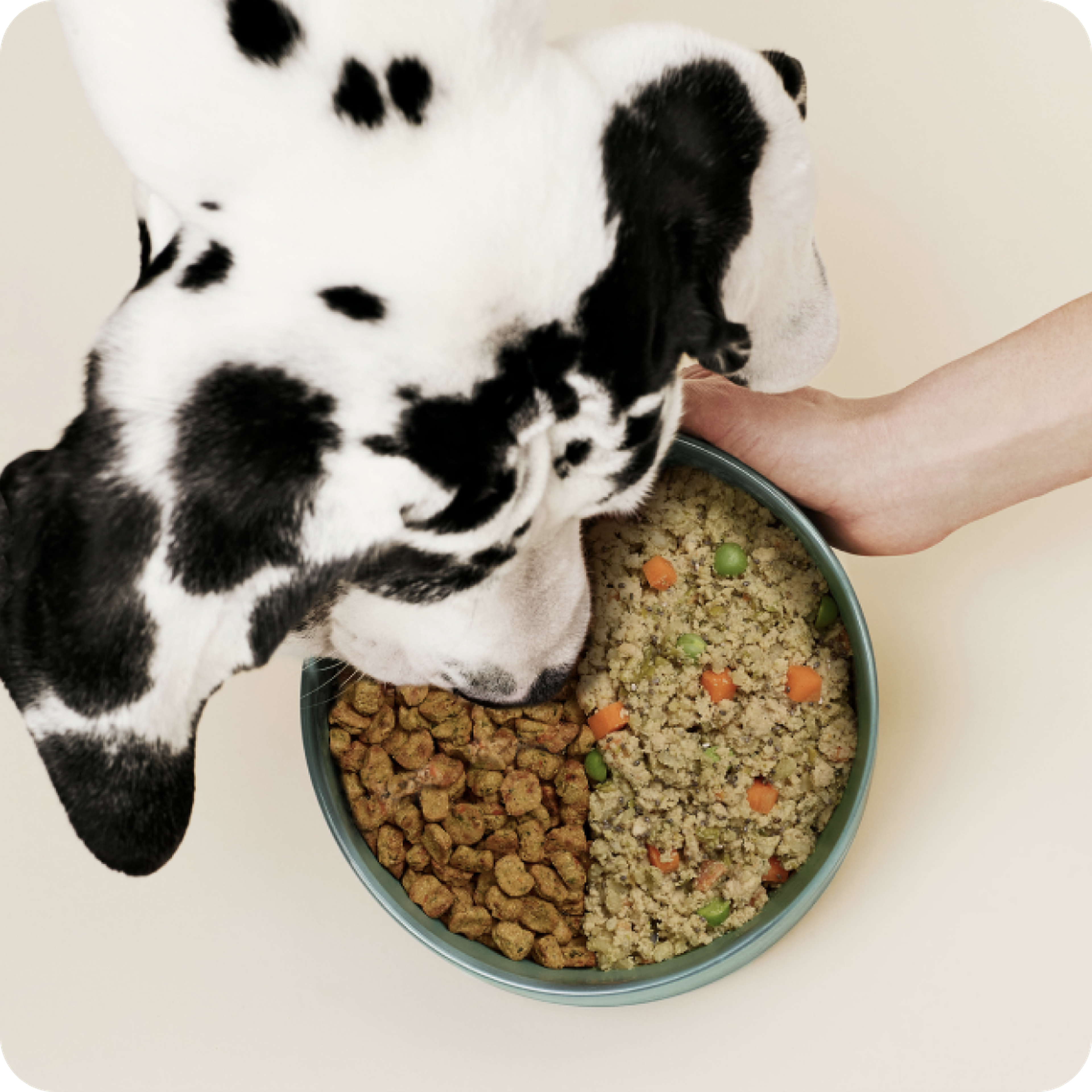 dog with mixed bowl