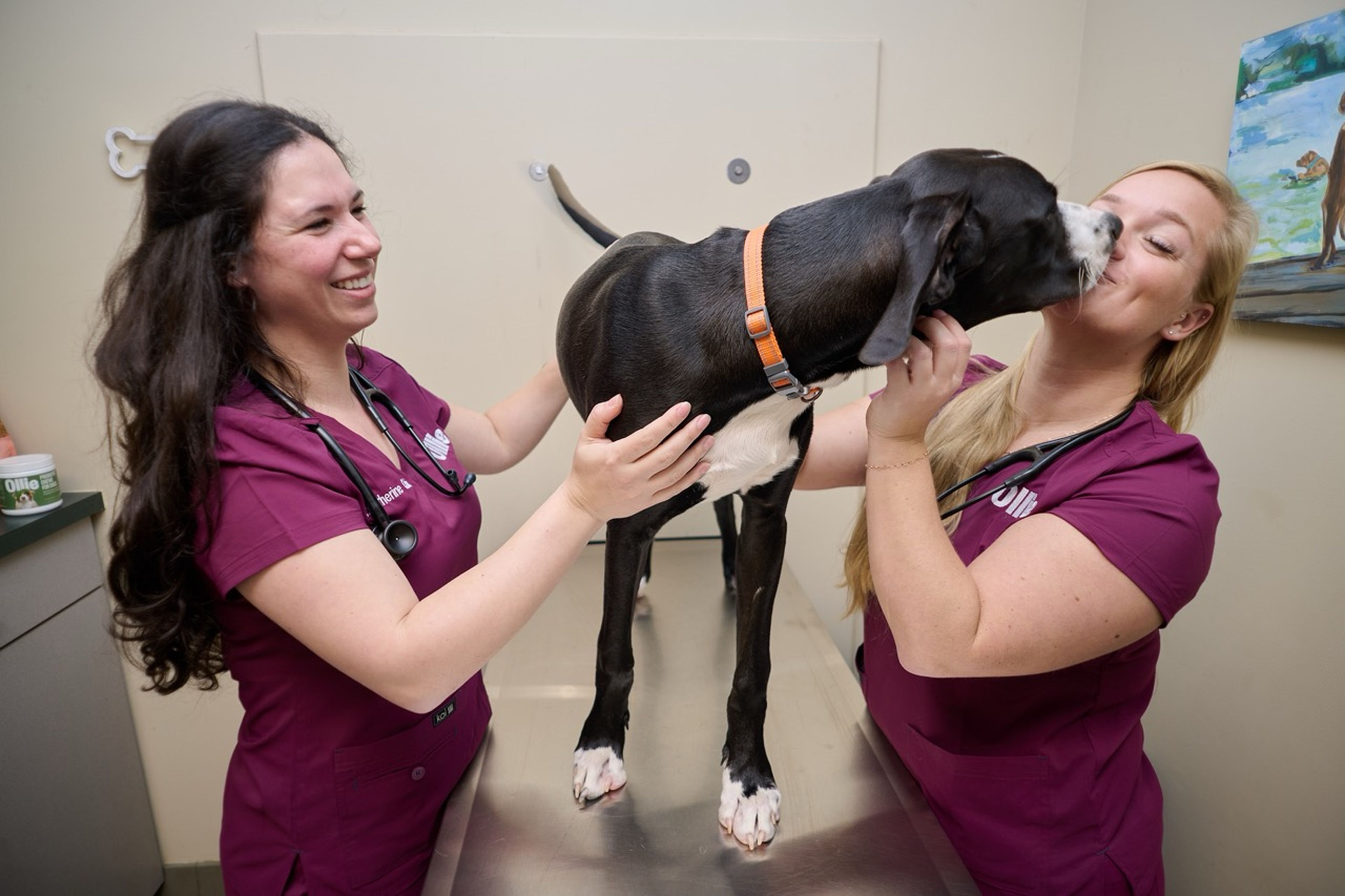 A dog stands on a vet's table, playfully licking one vet's face while another vet smiles, both wearing maroon scrubs.