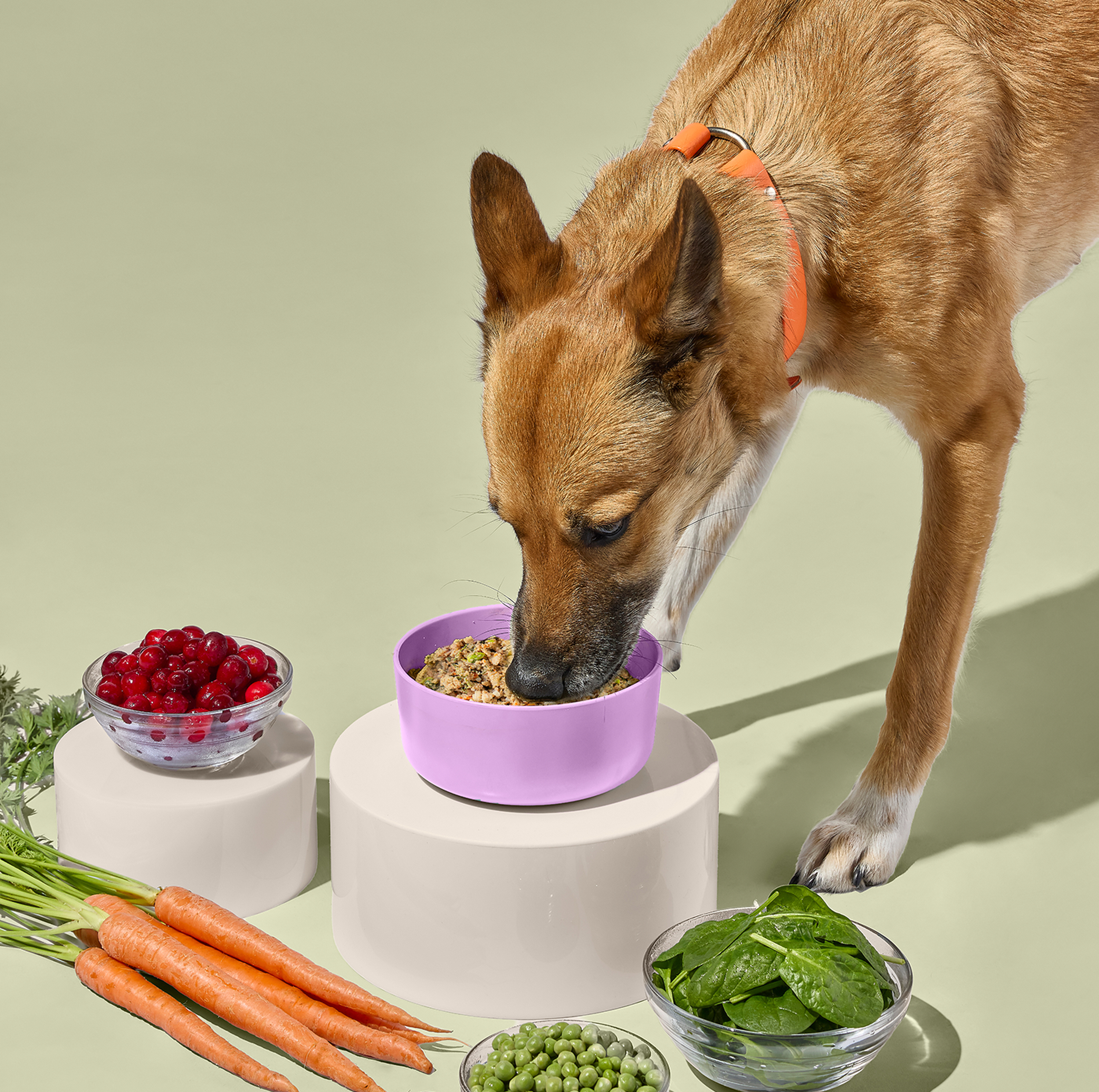 Dog eating from a purple bowl, surrounded by fresh carrots, peas, cranberries, and spinach on a light green background.