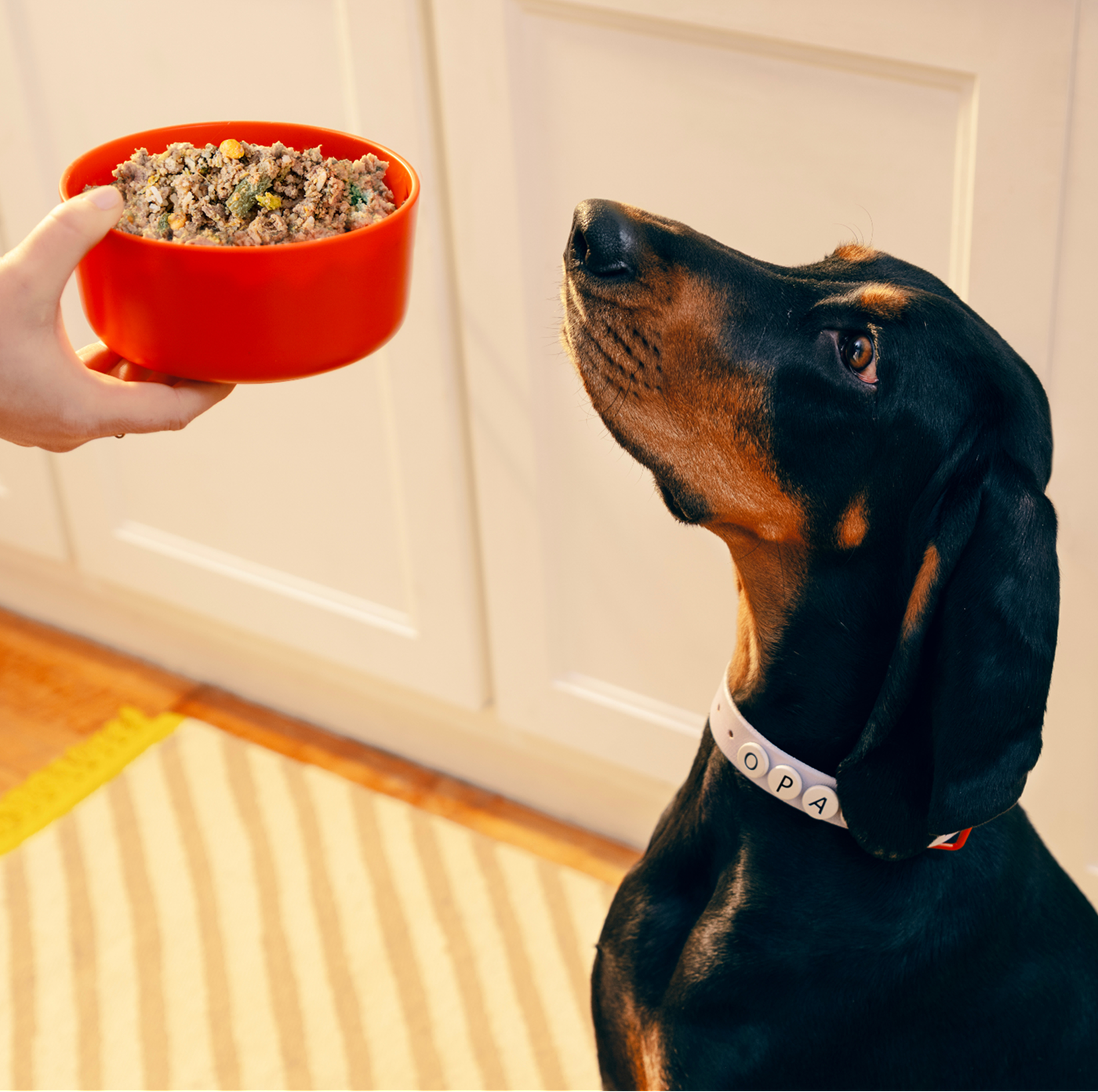 Dog with a white collar sits on a striped rug, eagerly looking at a red bowl of food held by a person in a kitchen.