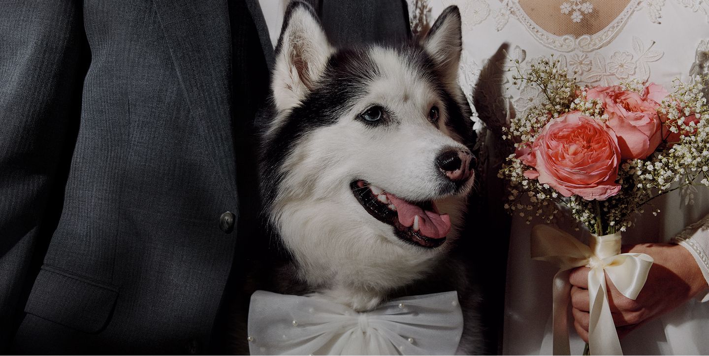 A husky with a white bow stands between a person in a suit and a person holding pink roses in a lace dress.