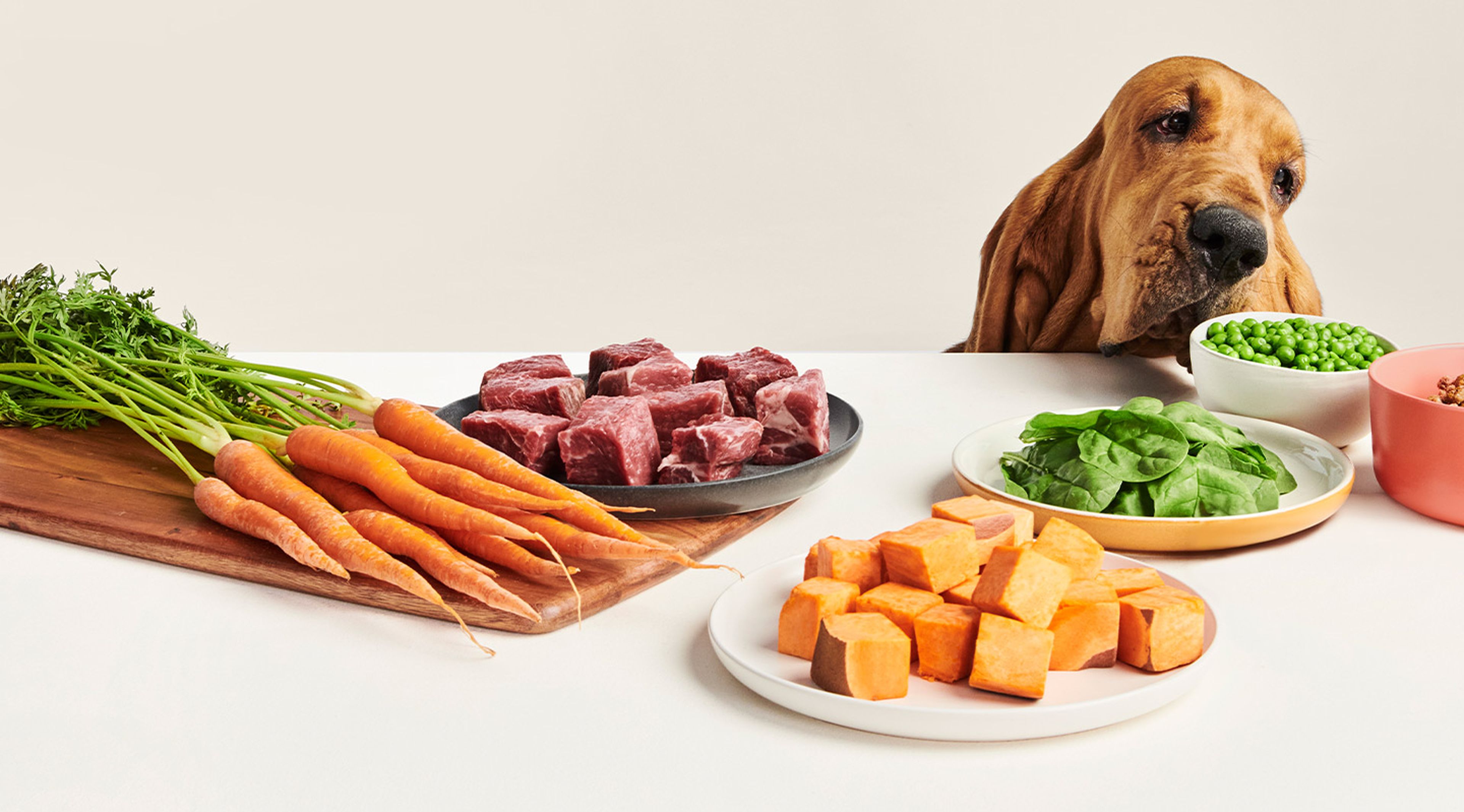 A Bloodhound dog surrounded by fresh ingredients, like carrots and sweet potatoes and beef