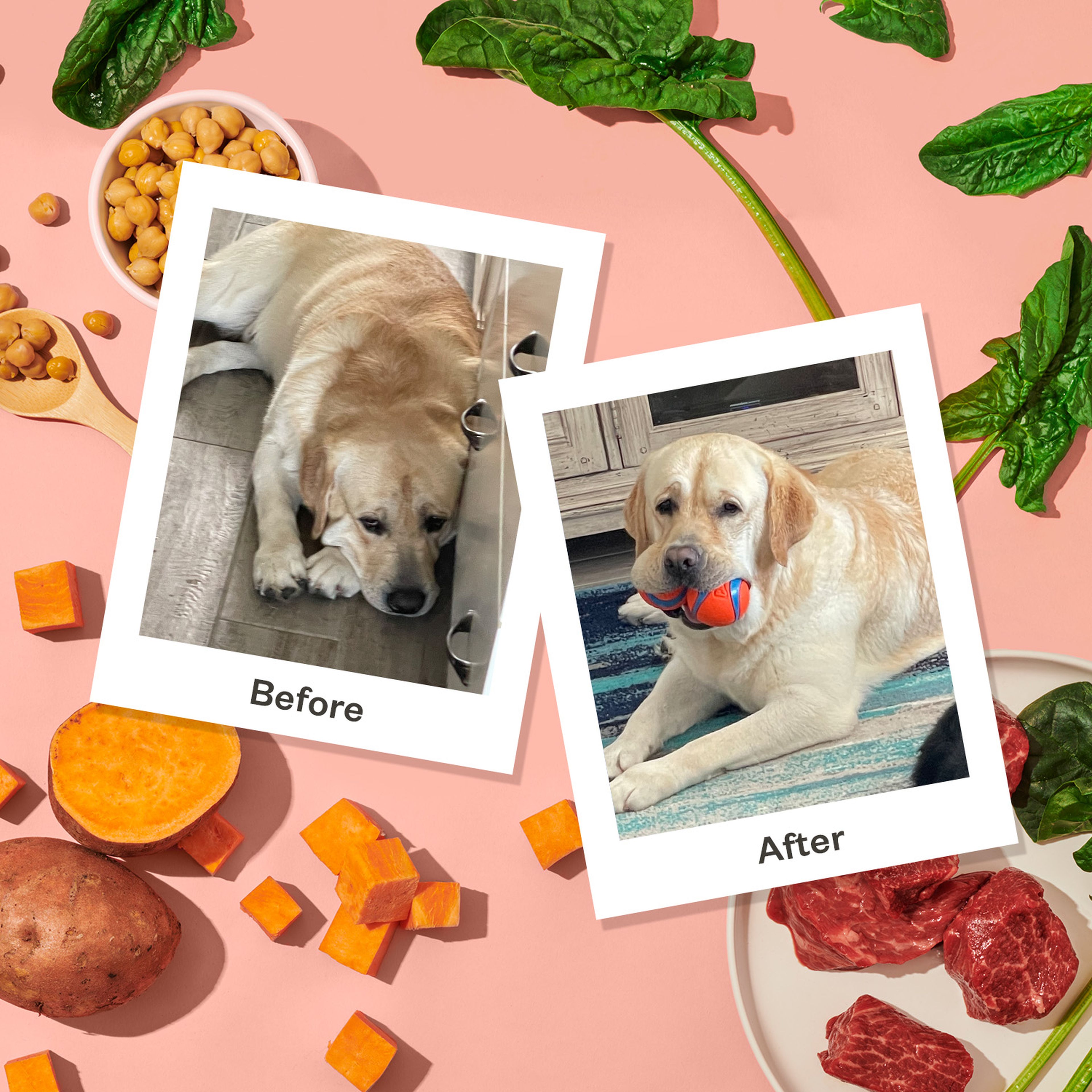 Best Dog Food for Picky Eaters Ollie