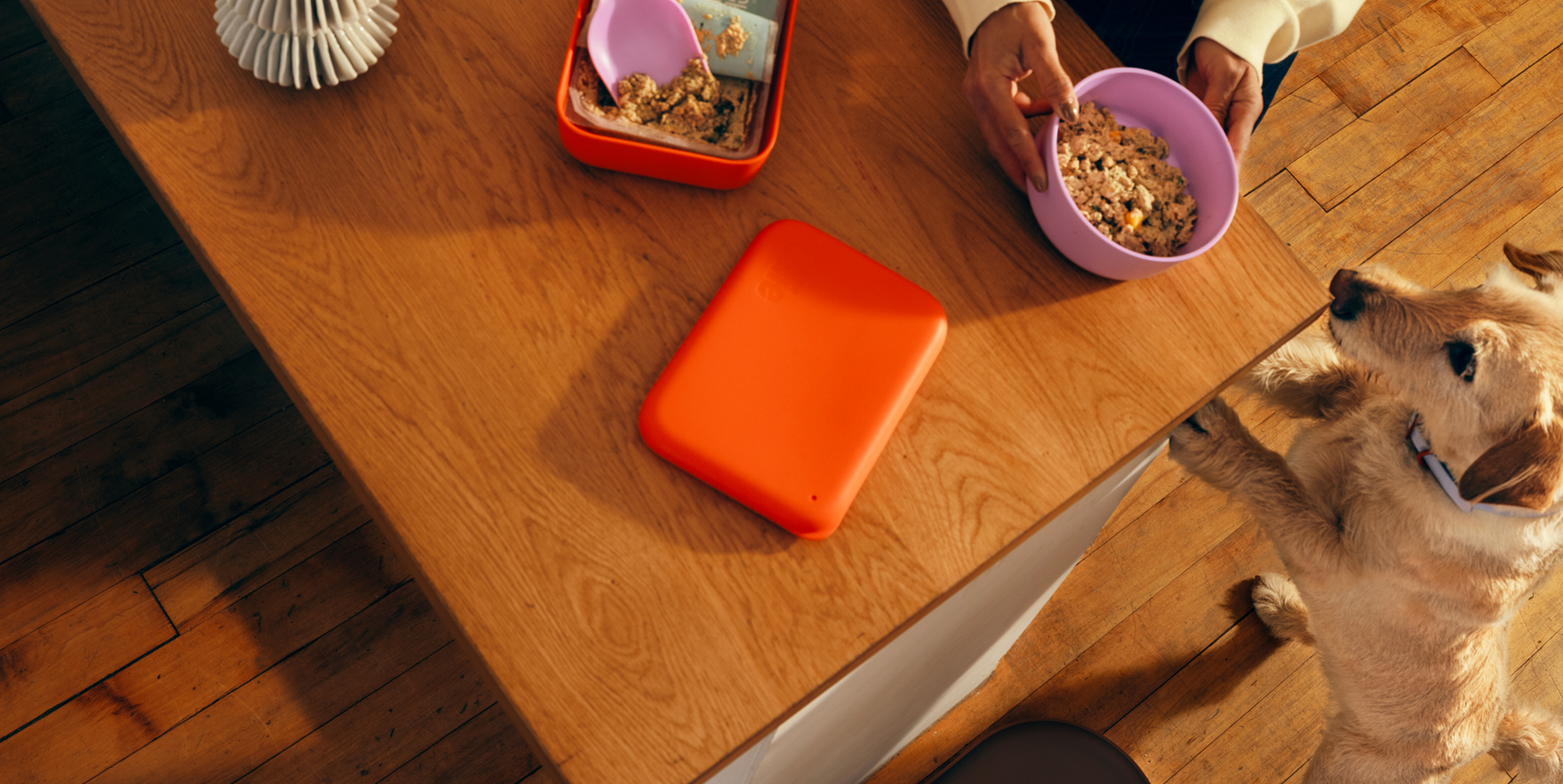 A person is preparing food in a purple bowl while a dog stands on its hind legs, looking eagerly at the table. An orange container is nearby.