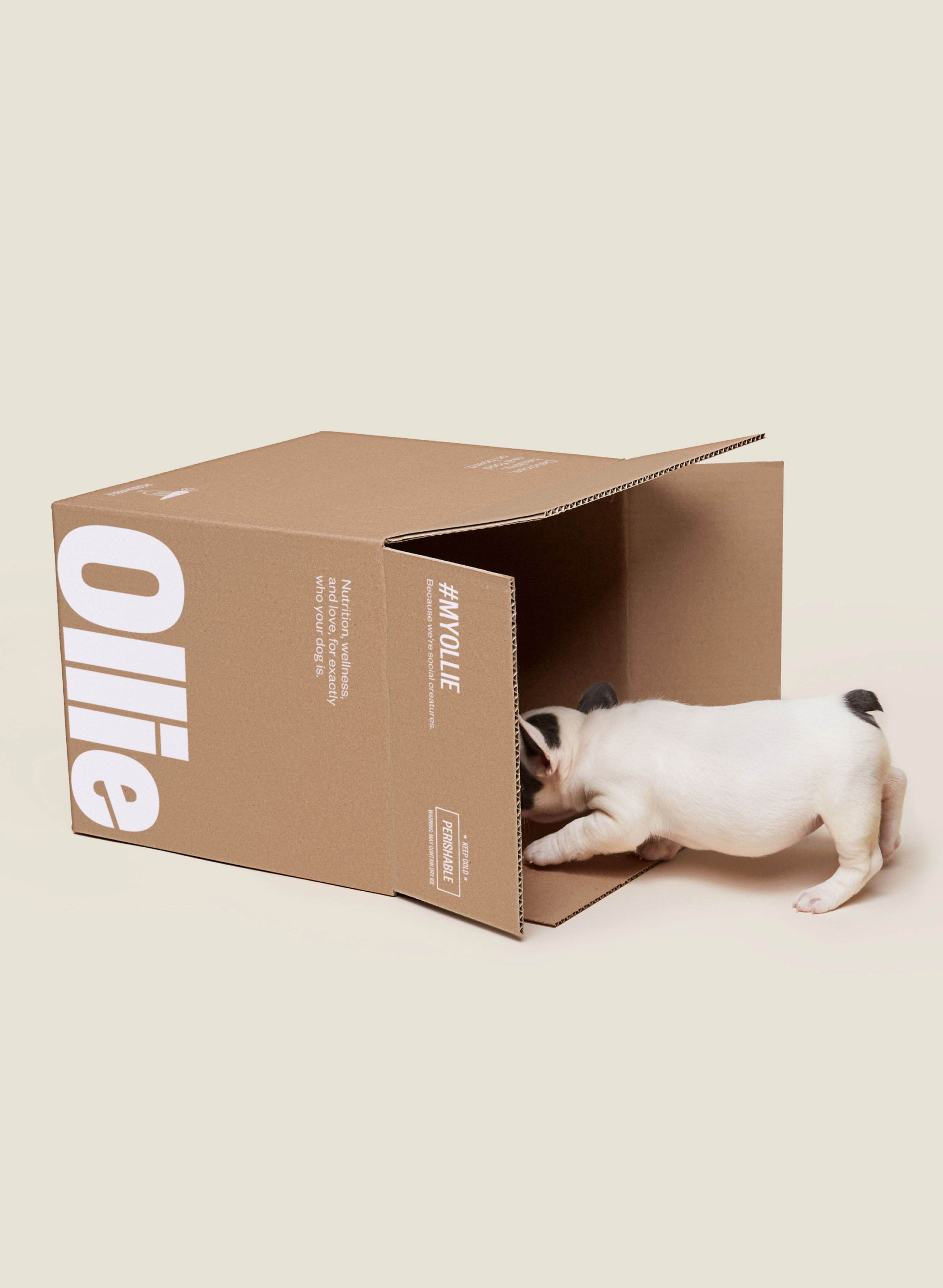 Tiny dog looking into a large Ollie box