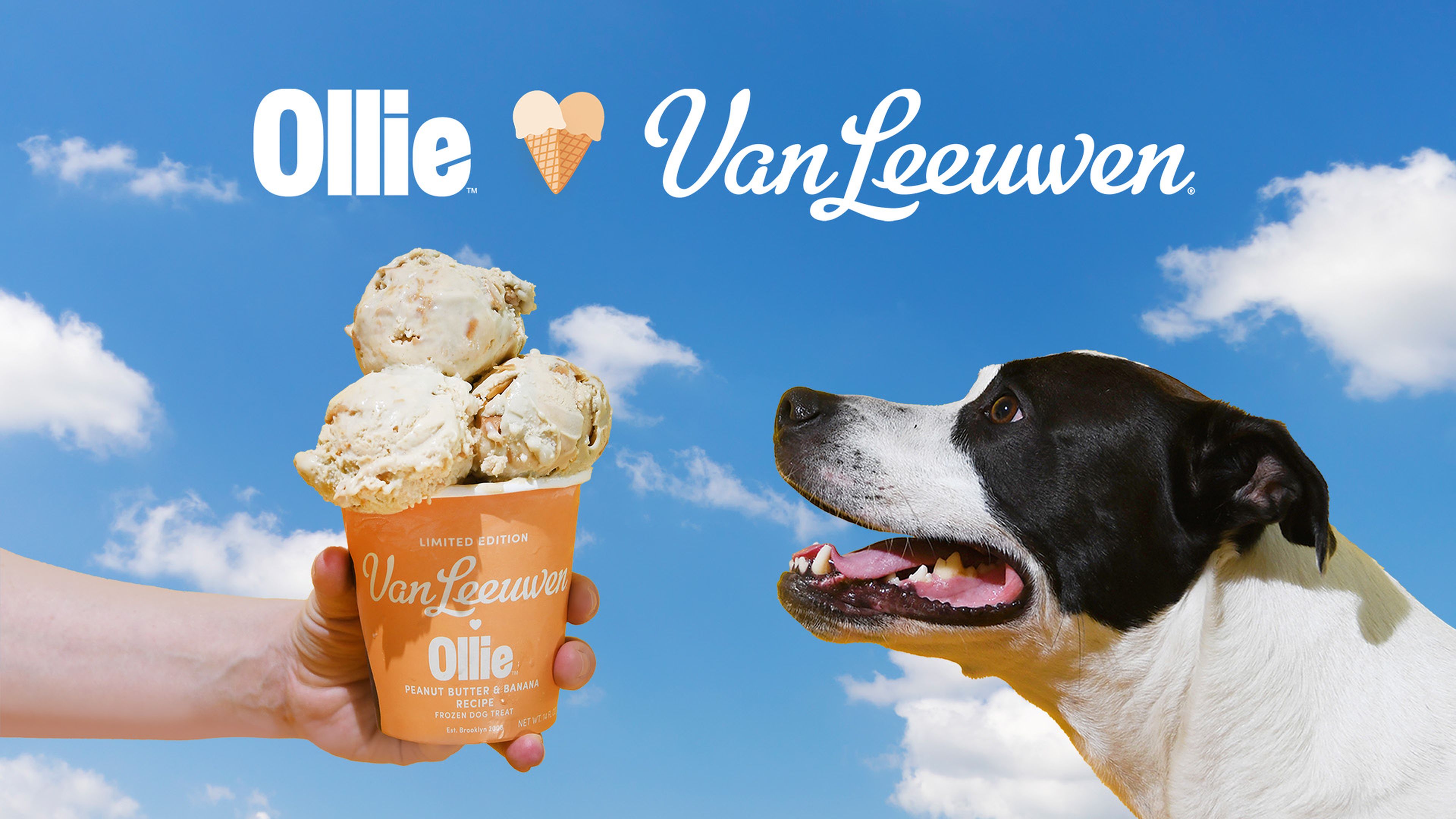 An image of the Ollie x Van Leeuwen ice cream pint with three scoops of ice cream and a dog happily looking at it. A sky background with the Ollie x Van Leeuwen logo lockup above the dog and ice cream.