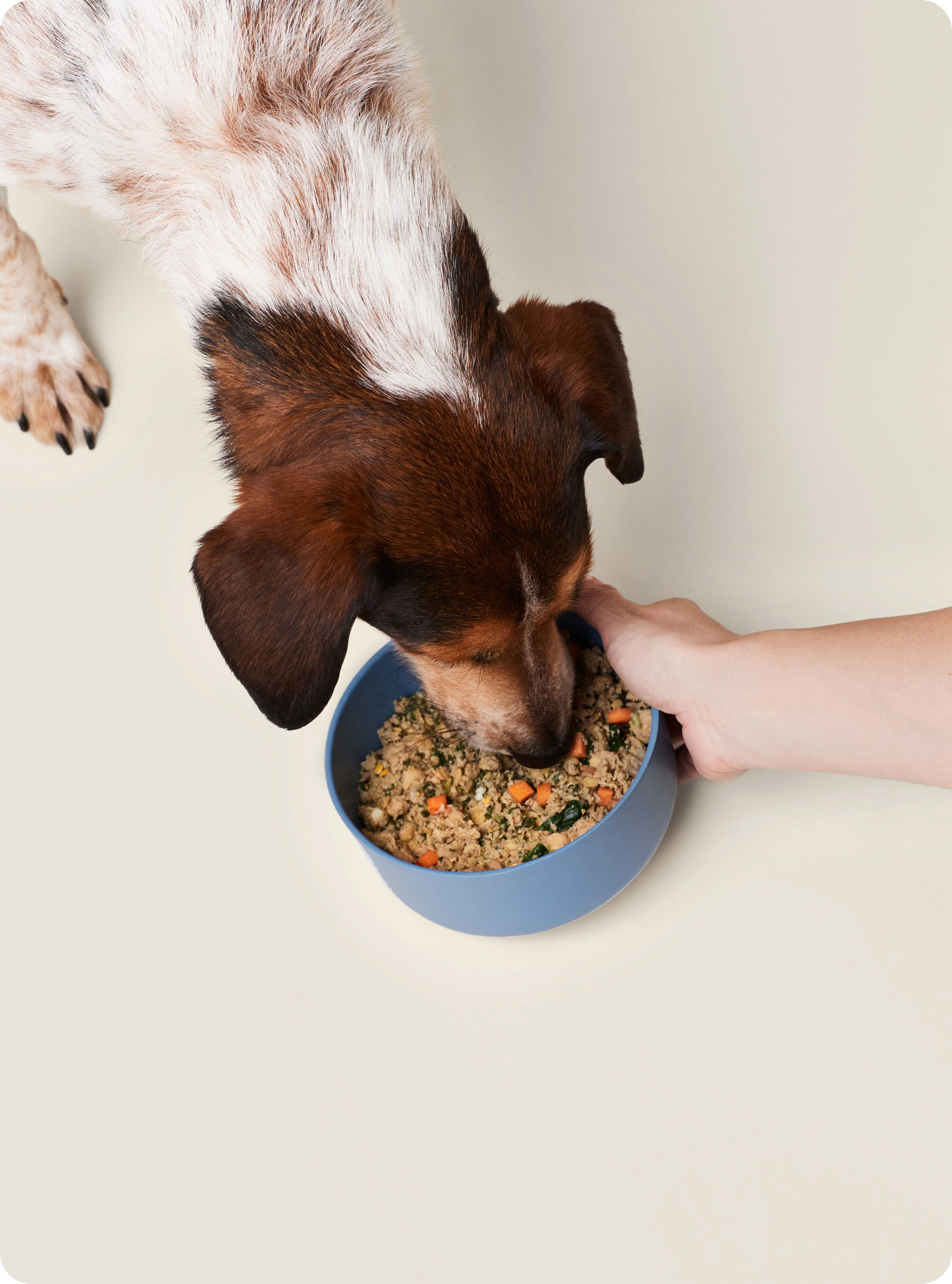 Dog with blue bowl eating Ollie fresh turkey dog food