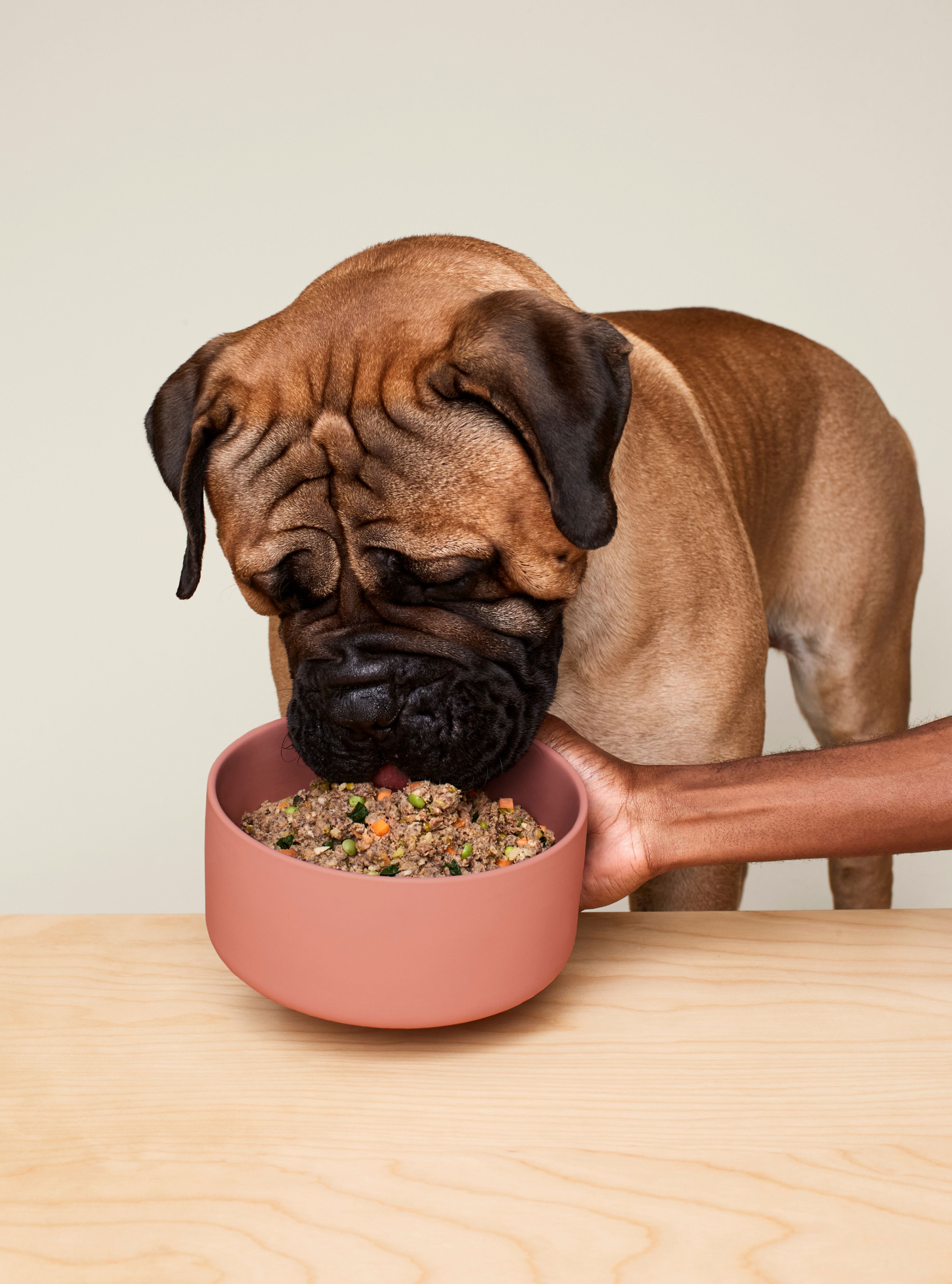 Dog eating Ollie fresh beef out of a bowl