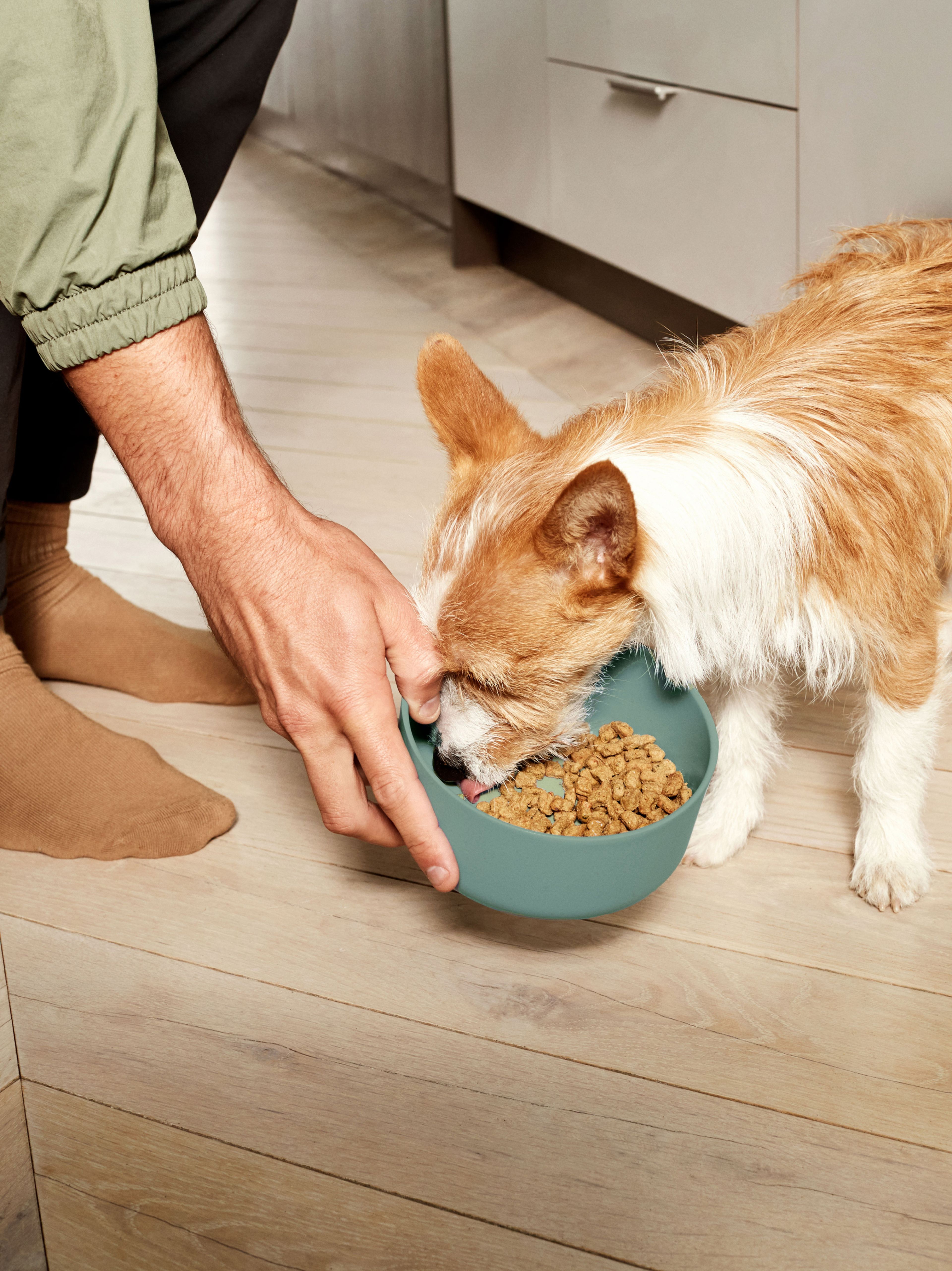 Dog eating Ollie Baked Chicken in a green bowl