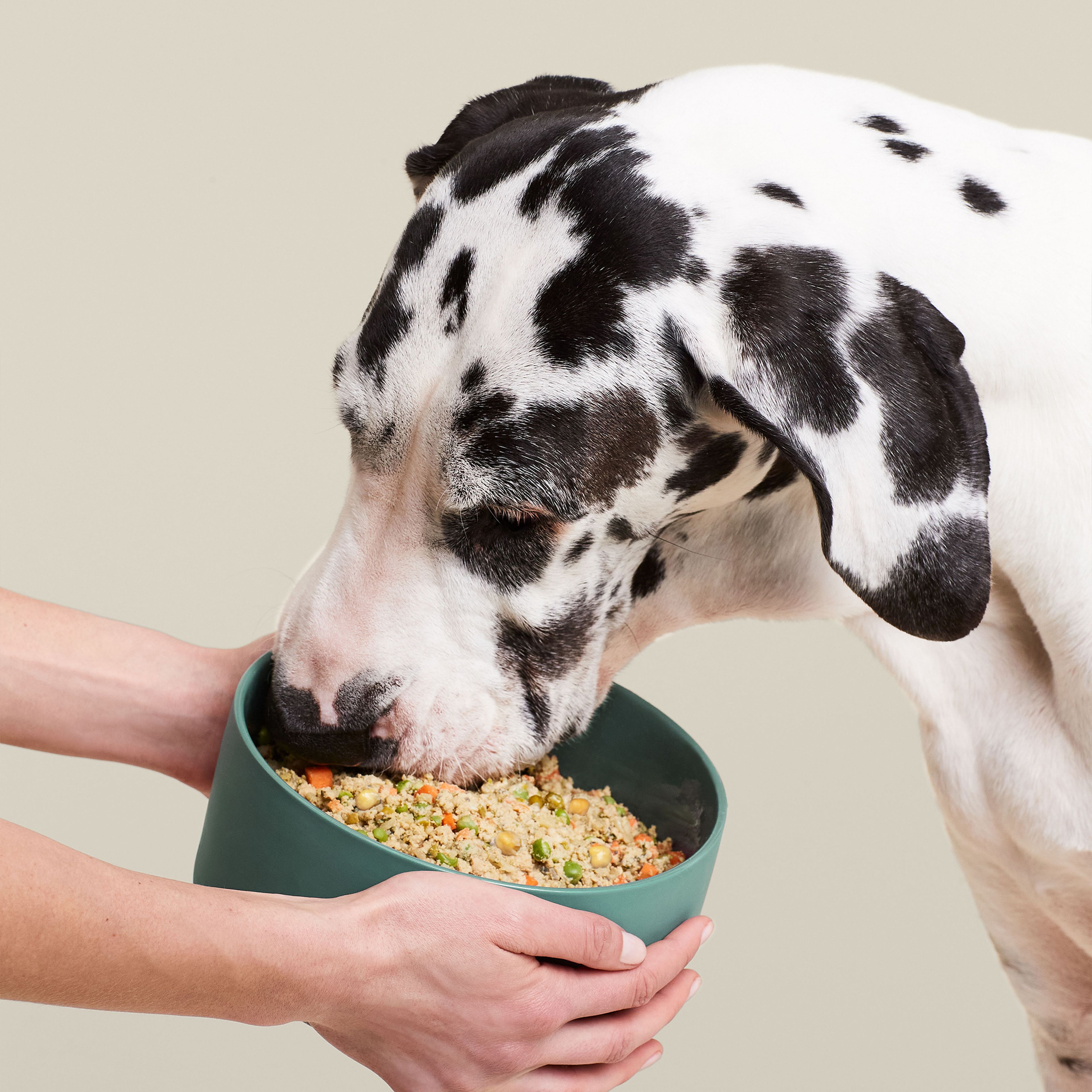 Best Dog Food for Weight Loss