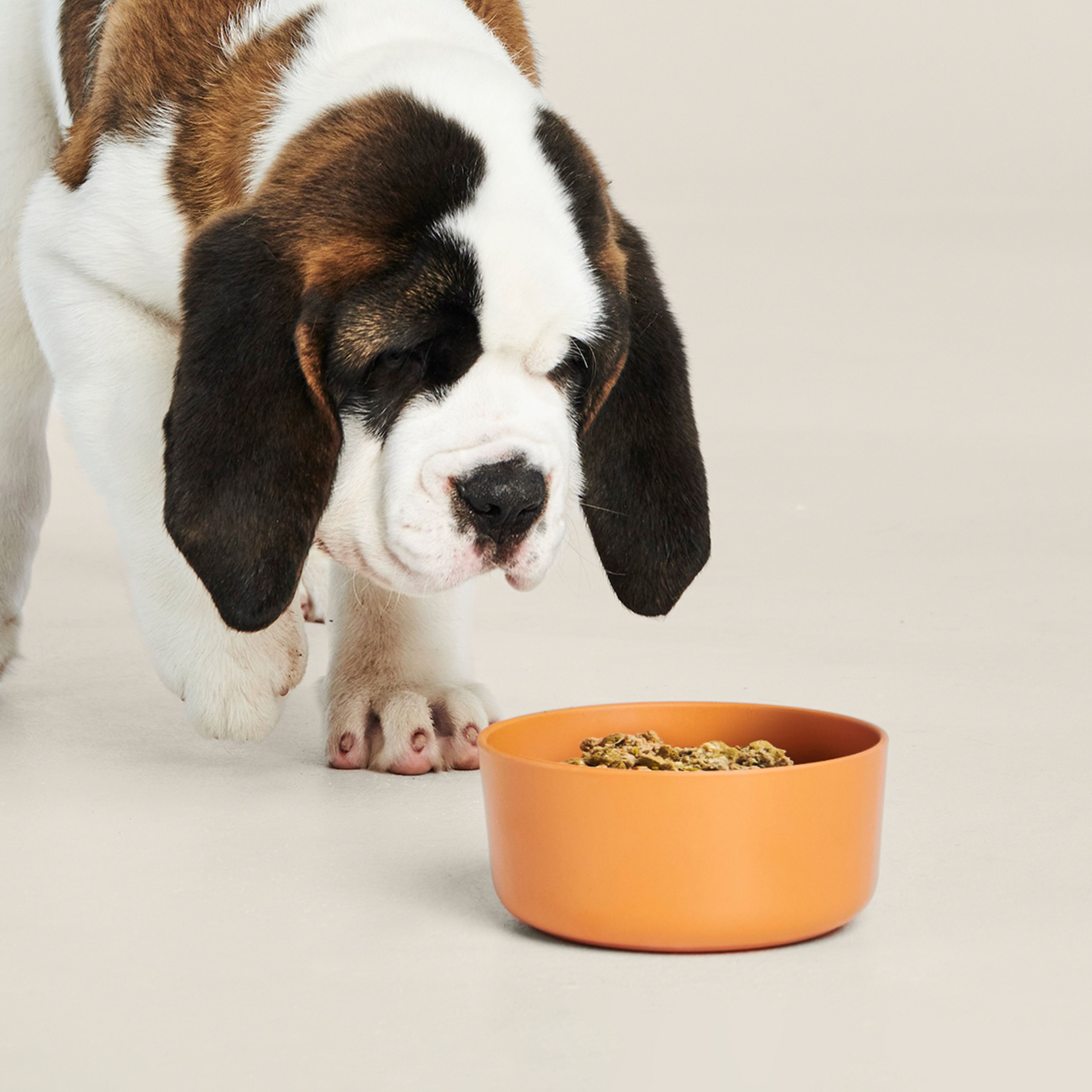 Dog getting to a bowl of Ollie's fresh food.