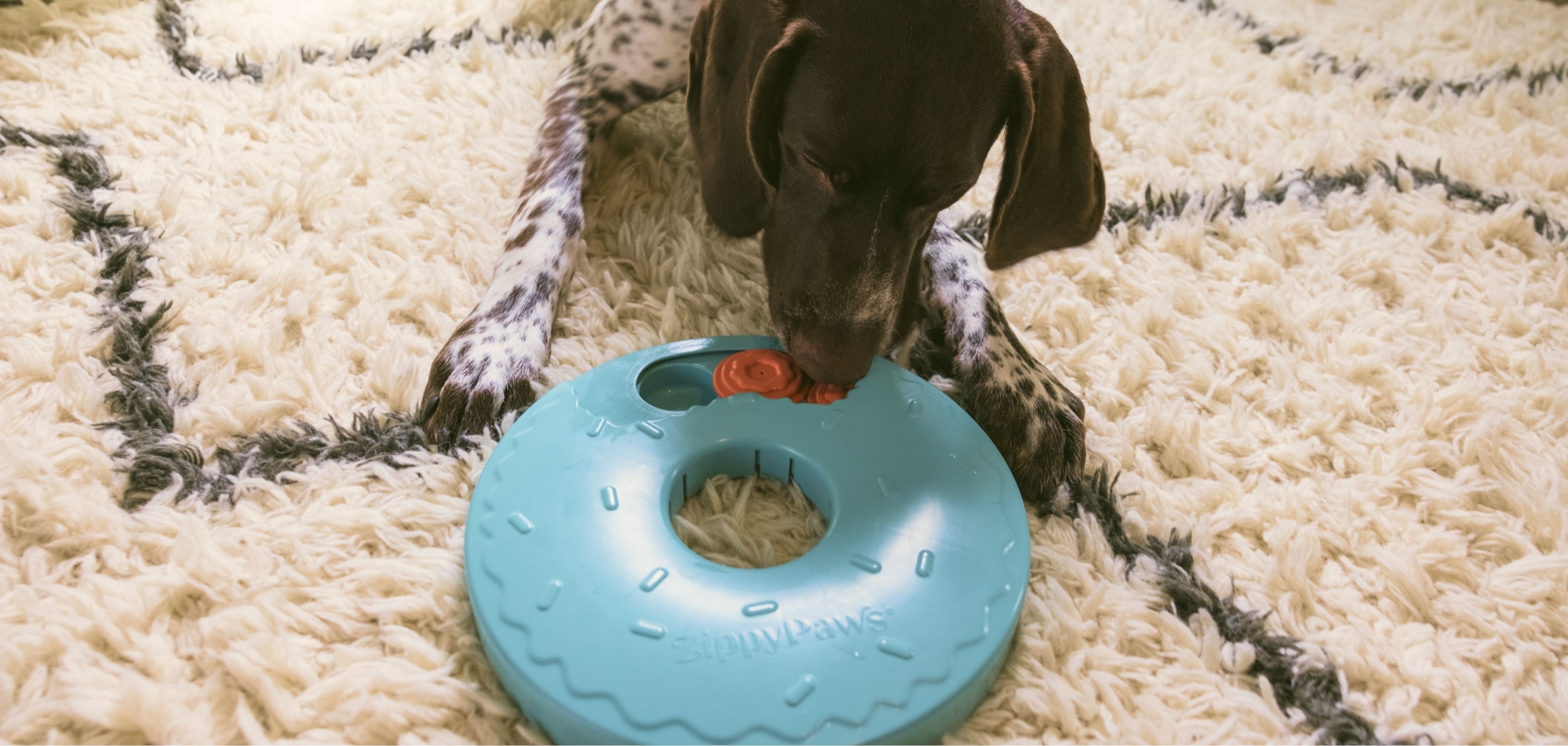 Brown and white dog playing with a blue ring toy on a fluffy cream-colored rug.