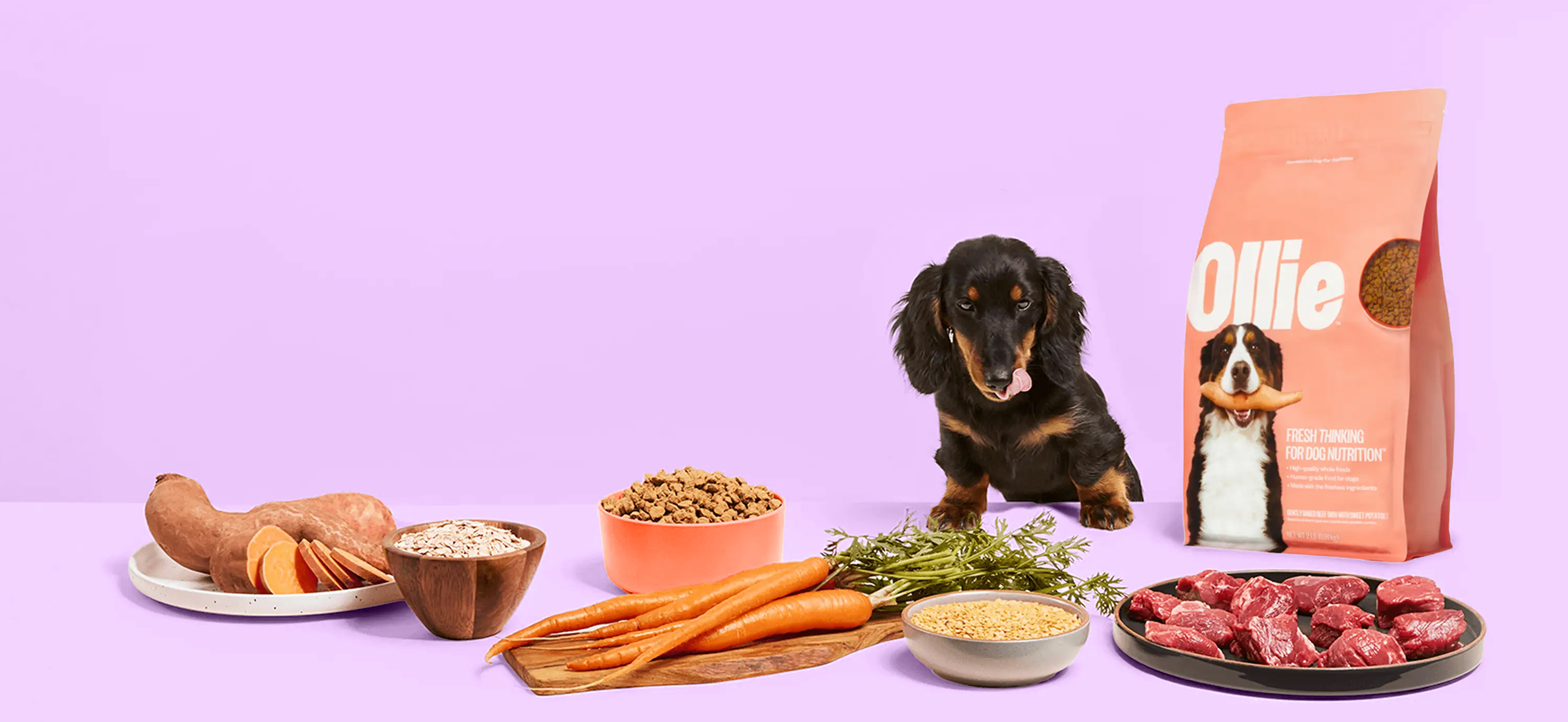 Dachshund dog in front of fresh ingredients next to a bag of Ollie Baked Dog Food