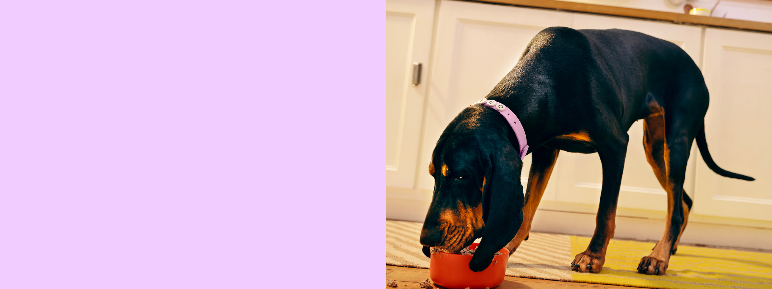 A black and tan dog with a purple collar eats from an orange bowl of fresh Ollie dog food in a kitchen with white cabinets. Left side shows a purple background.