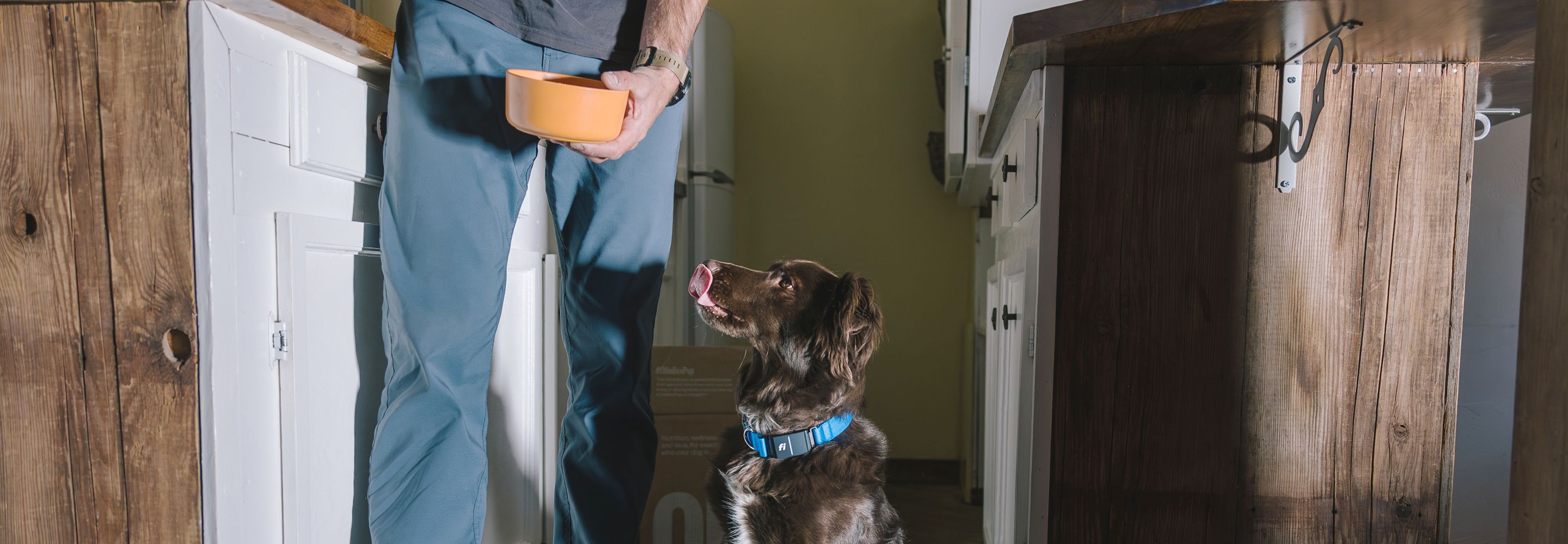 An Ollie fresh food pack and an Embark Dog DNA test package on an off-white background