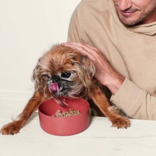 Dog enjoying Ollie Half Fresh bowl