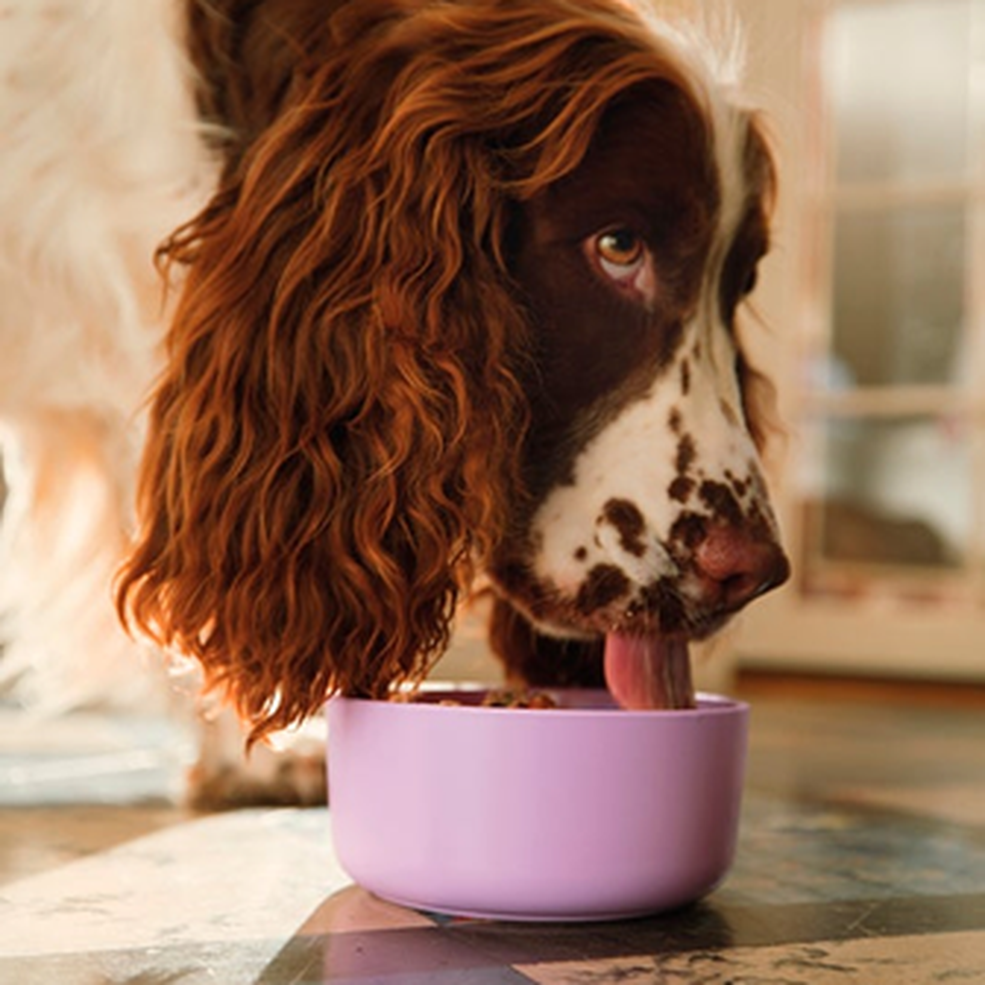 Brown and white dog eating from a purple bowl indoors.