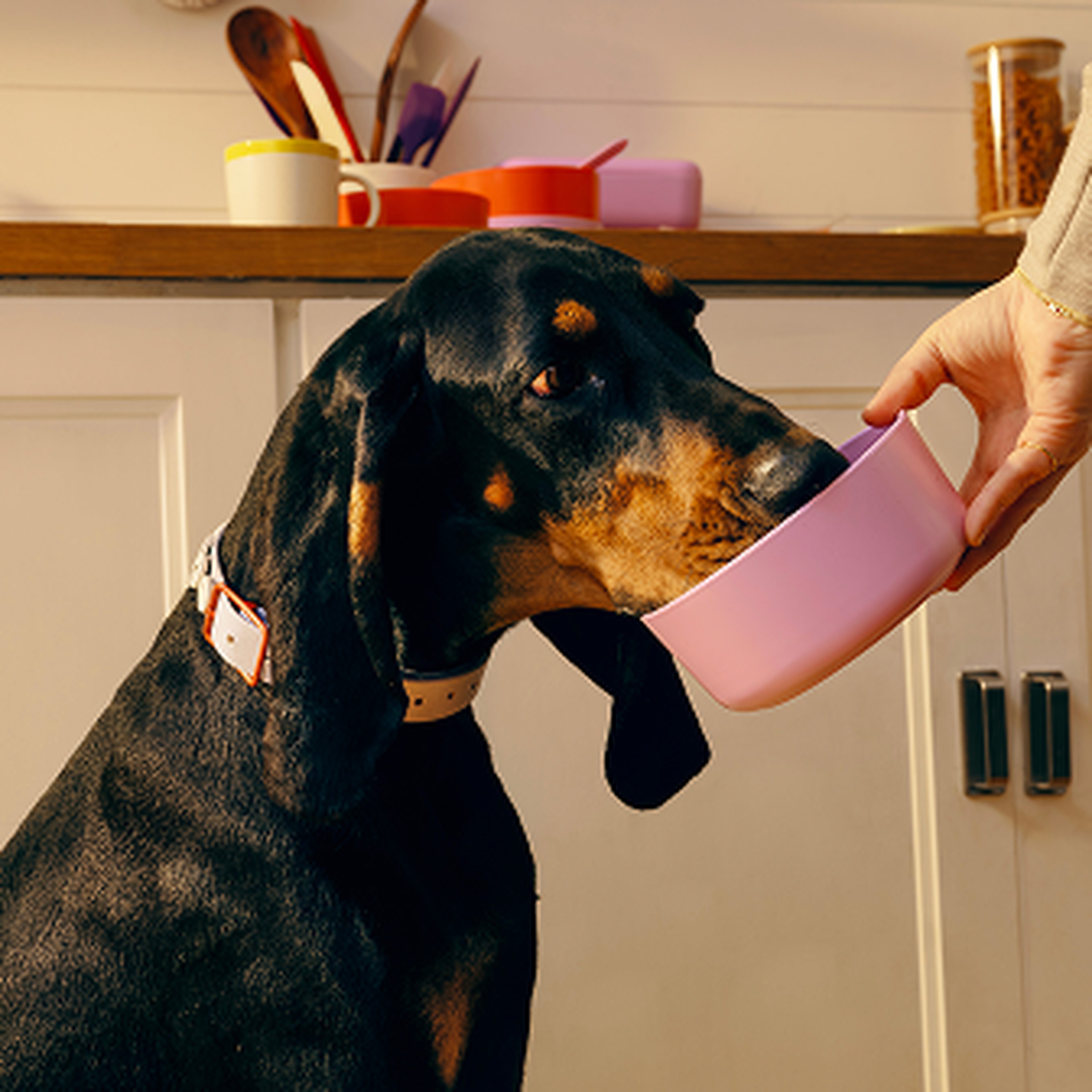 A dog with a black and tan coat eats from a lilac bowl with Ollie's fresh dog food, while a person helps hold the bowl in a kitchen setting.