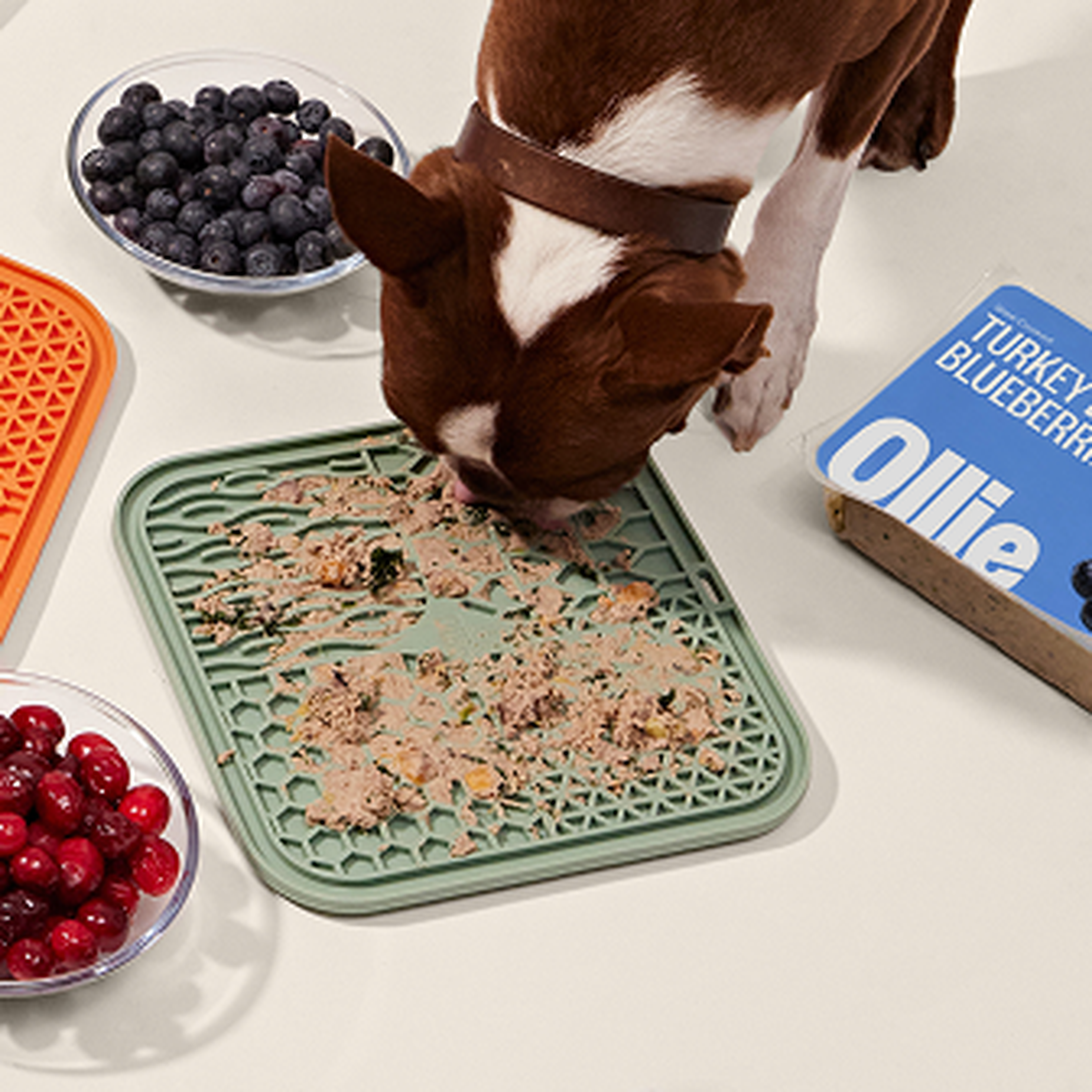 A dog eats from a lickmat with Ollie fresh food spread on it, surrounded by bowls of blueberries and cranberries, and a pack labeled "Ollie."
