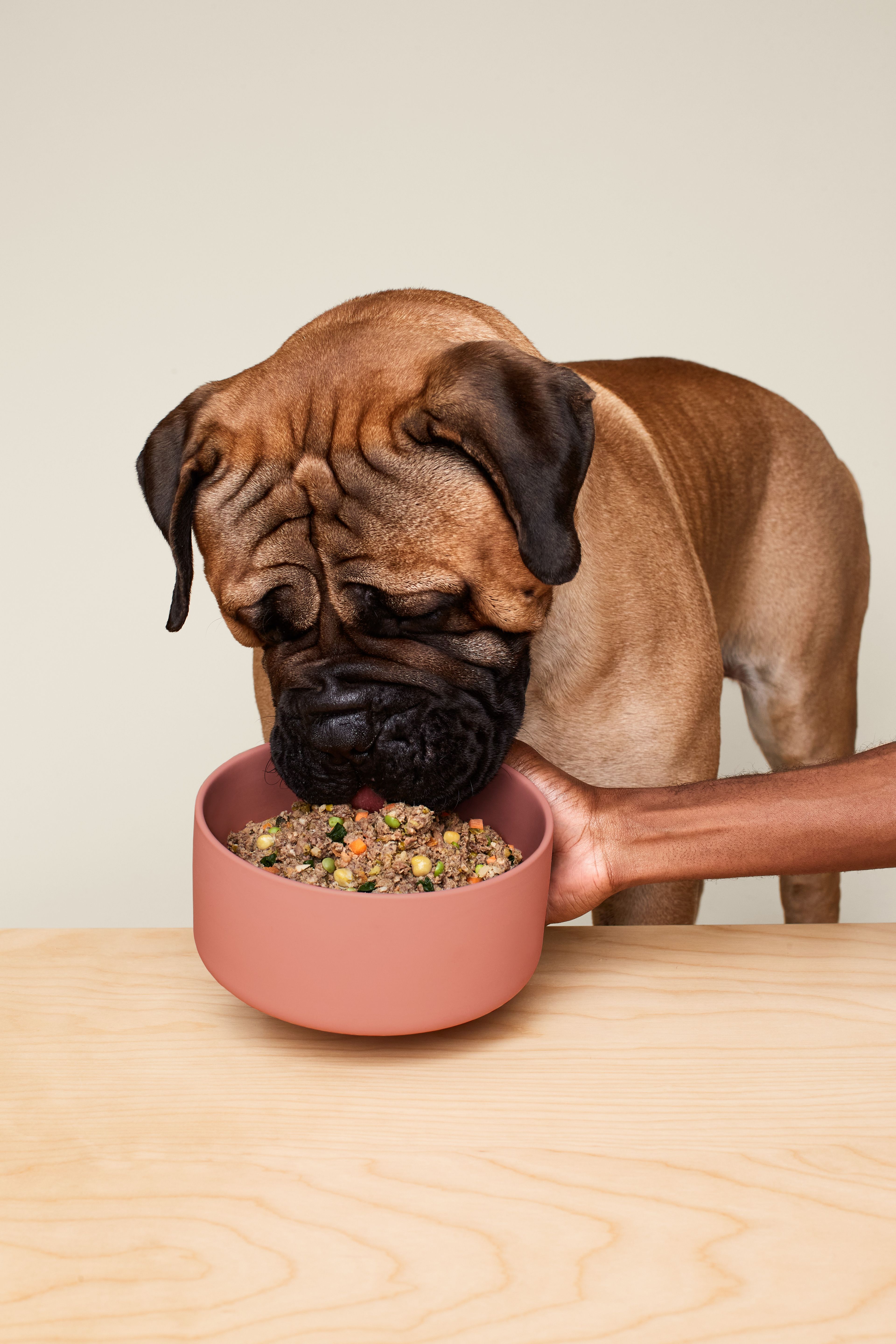 Dog eating Ollie Fresh Beef out of a bowl