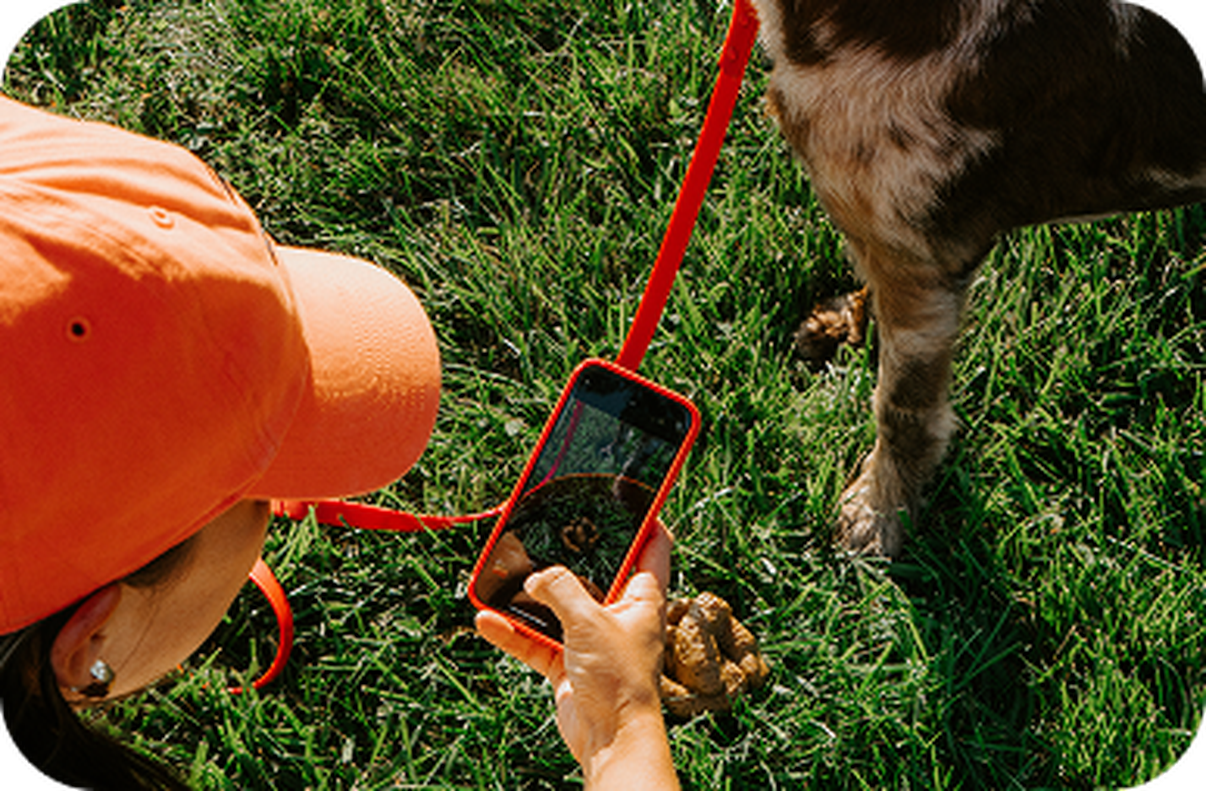 Person in an orange cap taking a photo with a red phone of a dog on grass next to poop. Red leash visible.