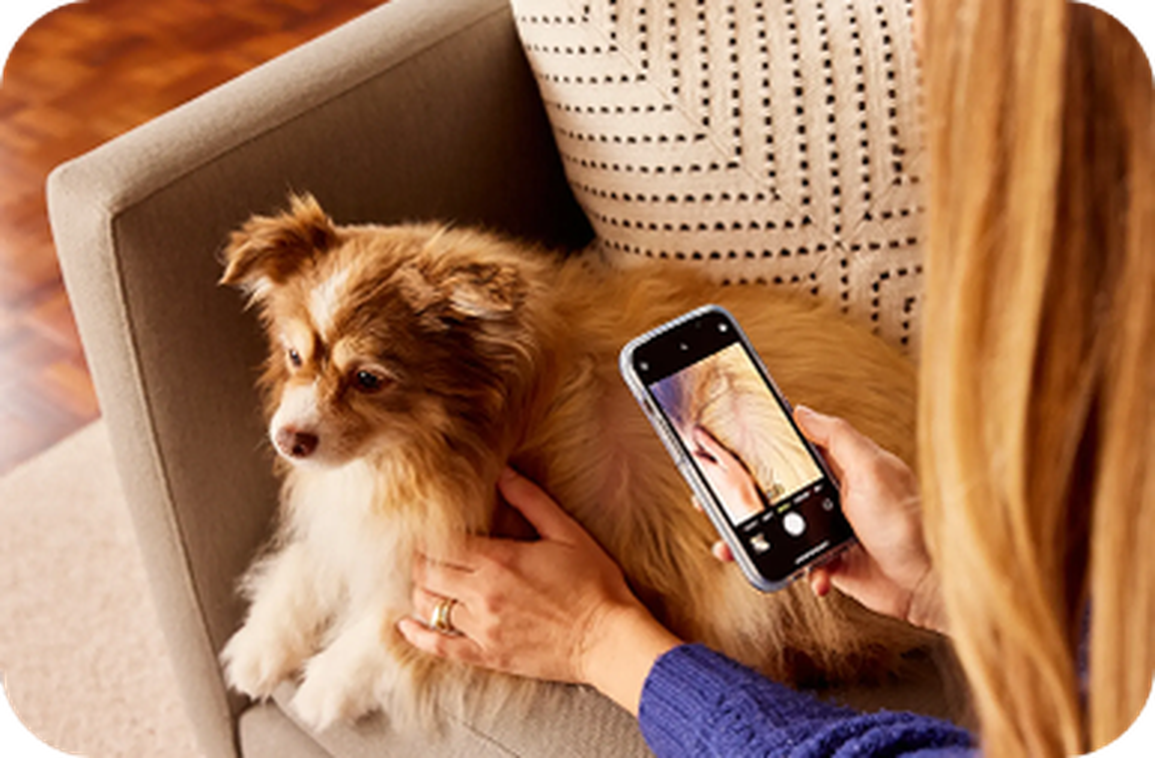 Person taking a photo of a fluffy brown and white dog sitting on a couch using a smartphone.