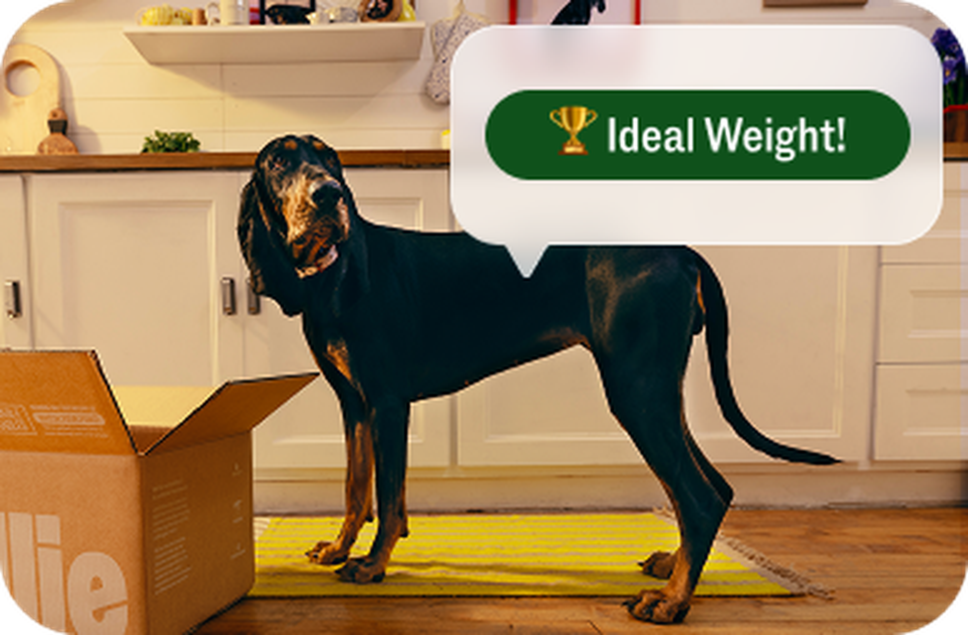 A black and tan dog stands beside an open cardboard box in a kitchen. A speech bubble above reads, "Ideal Weight!"
