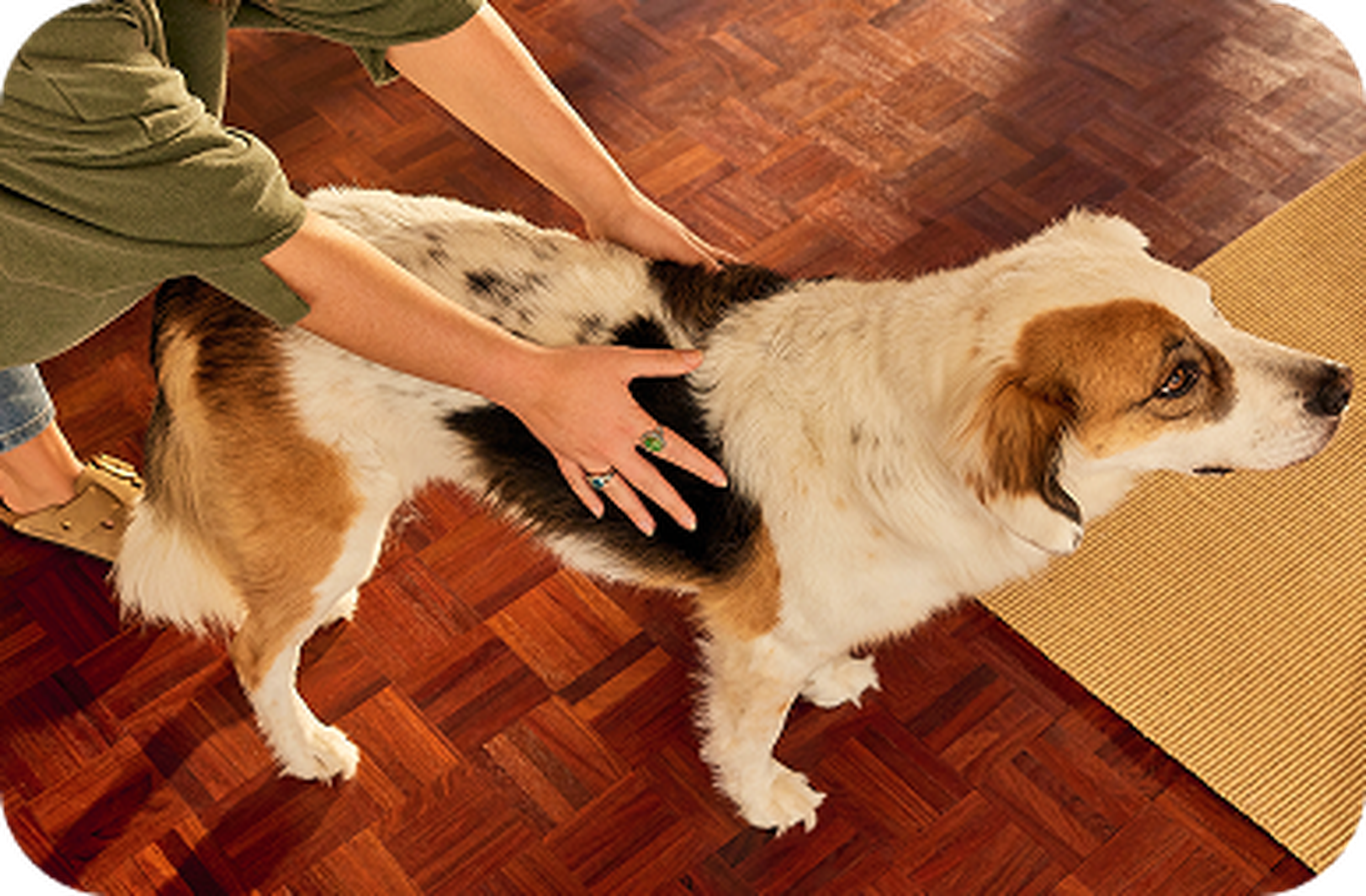 Person gently petting a white and brown dog with black spots on a wooden floor beside a woven mat.