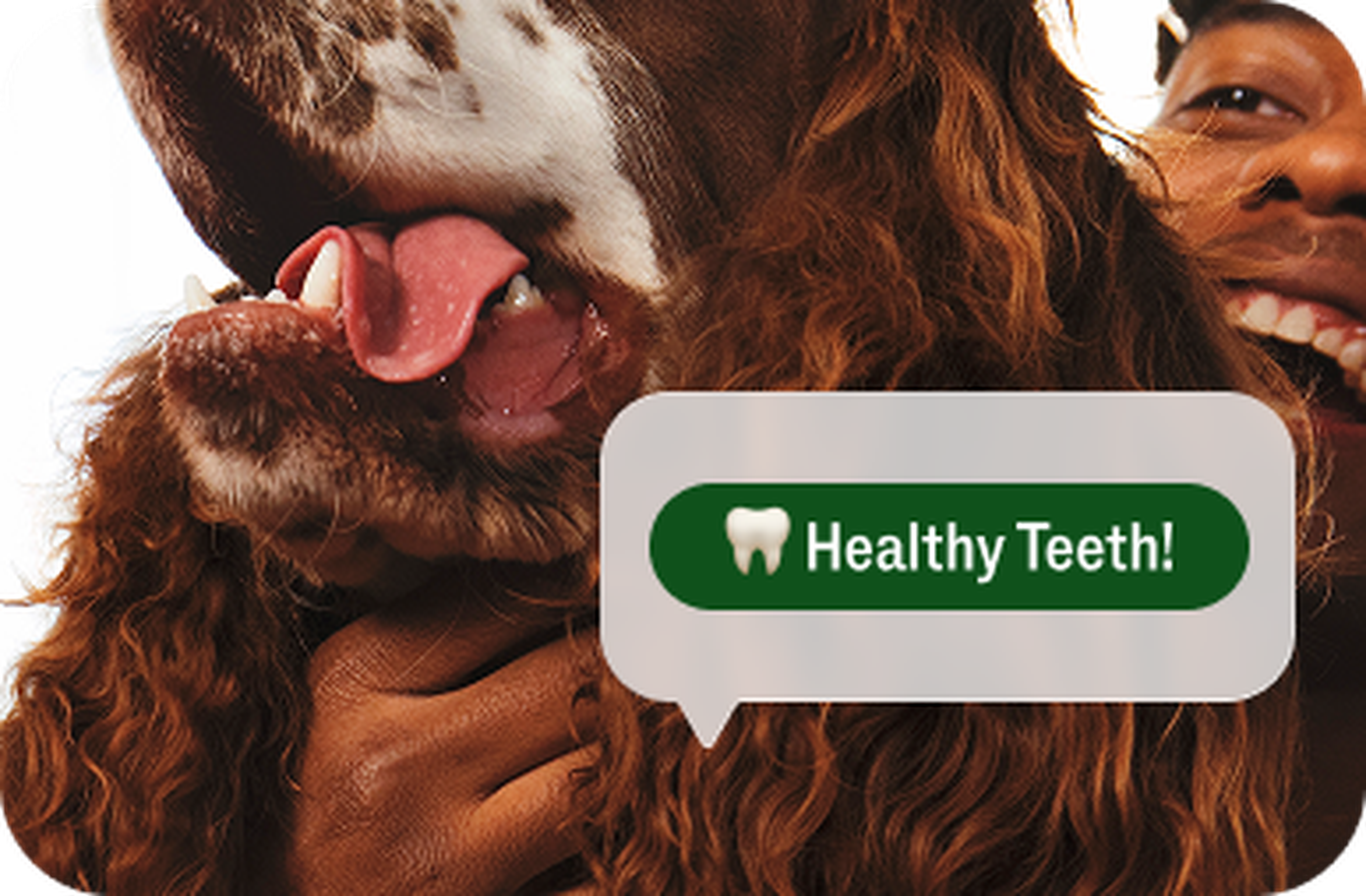 Dog with its mouth open, showing teeth; a speech bubble with a tooth icon says "Healthy Teeth!" A person is smiling in the background.