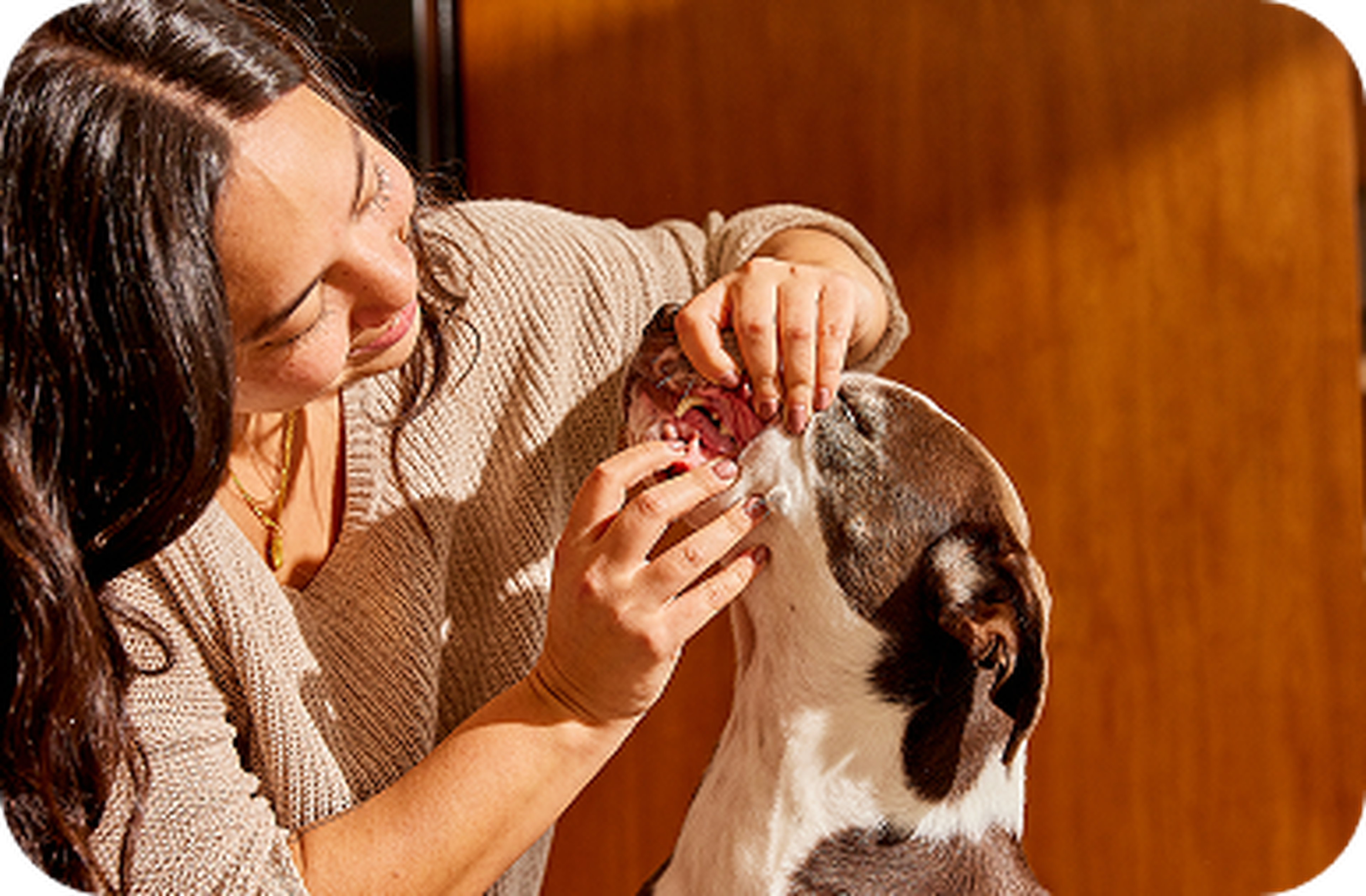 A woman gently checks the teeth of a black and white dog indoors, with warm sunlight highlighting the scene.