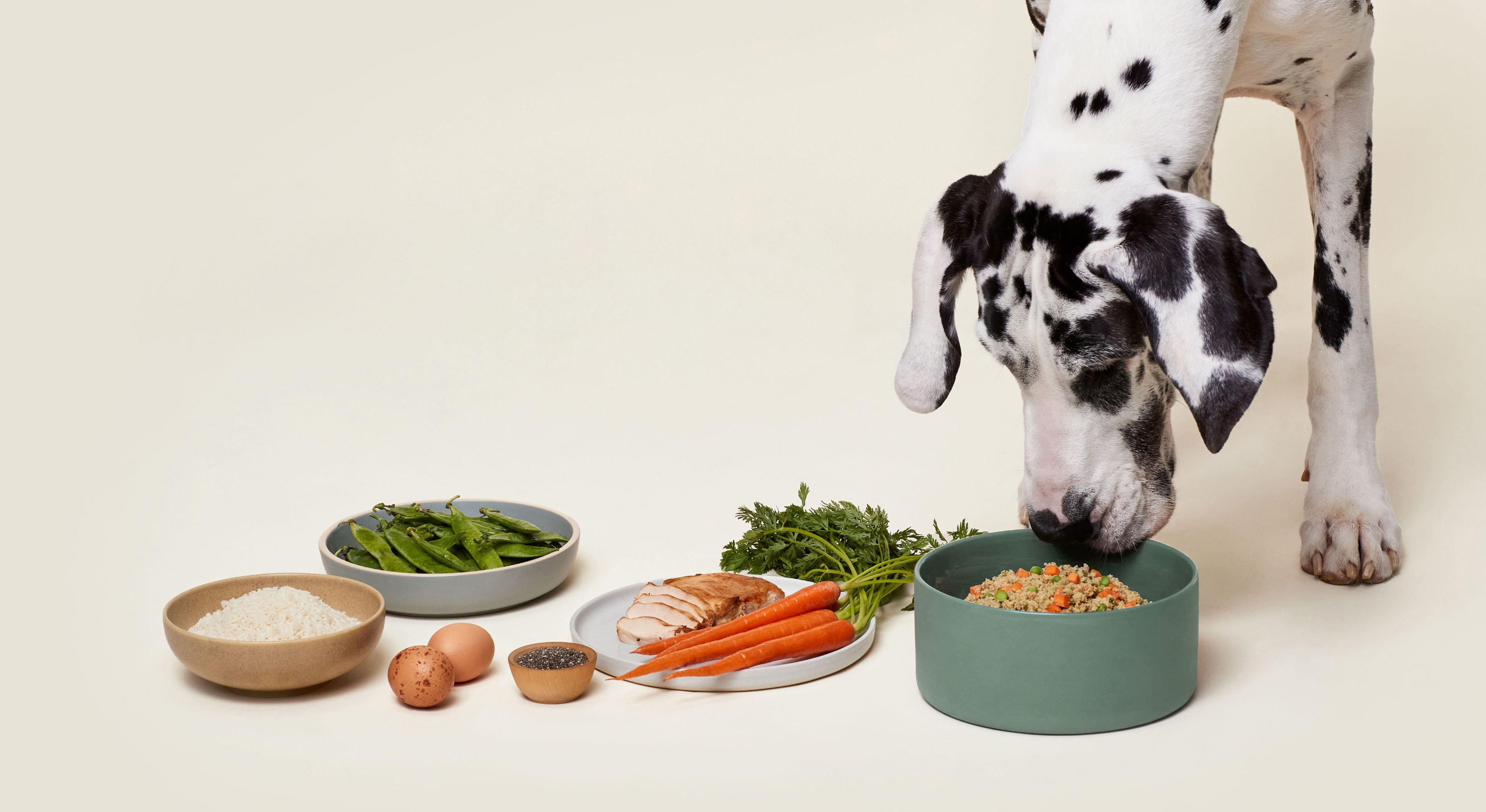 Dog looking at a bowl of Ollie