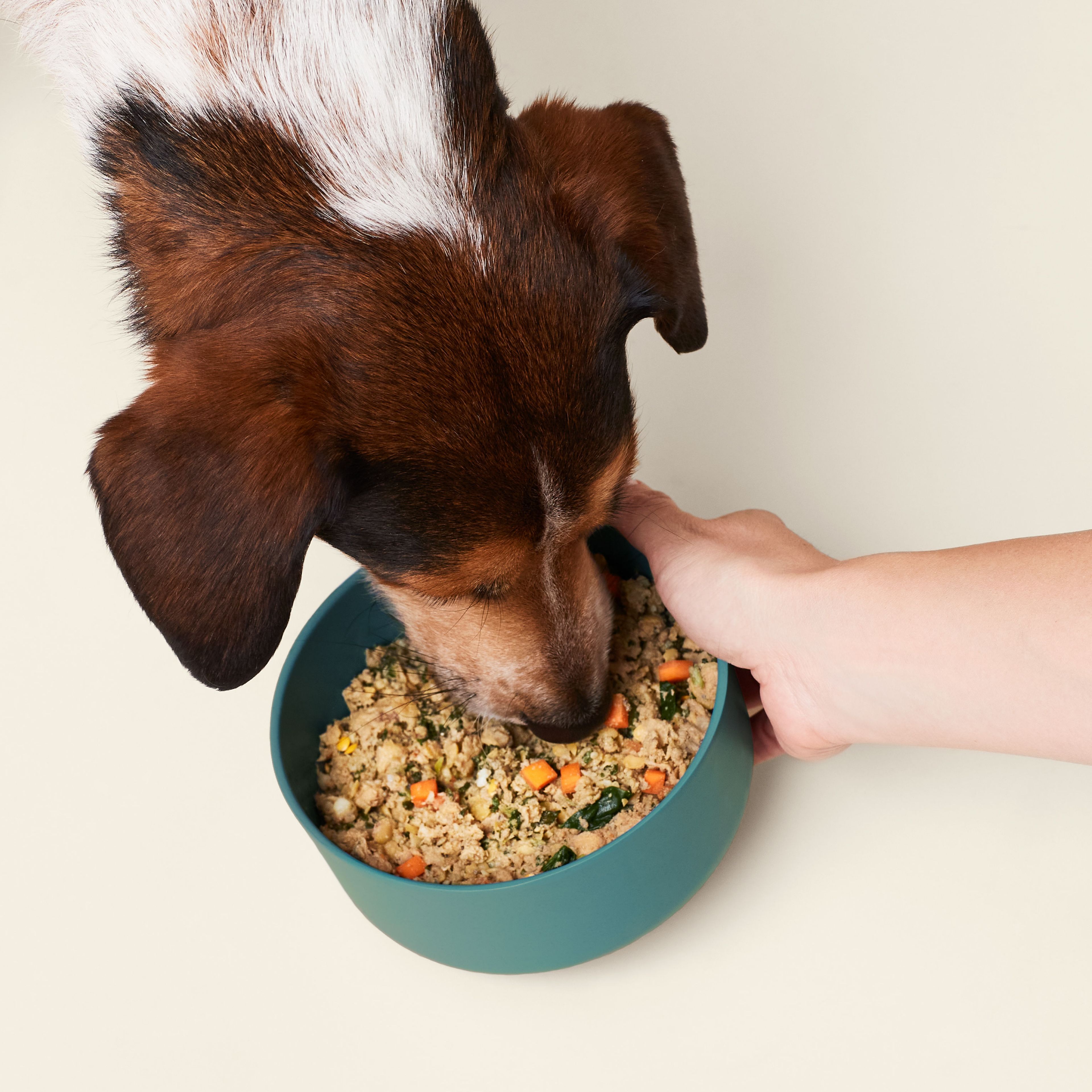 Photo of dog eating Ollie fresh from a bowl