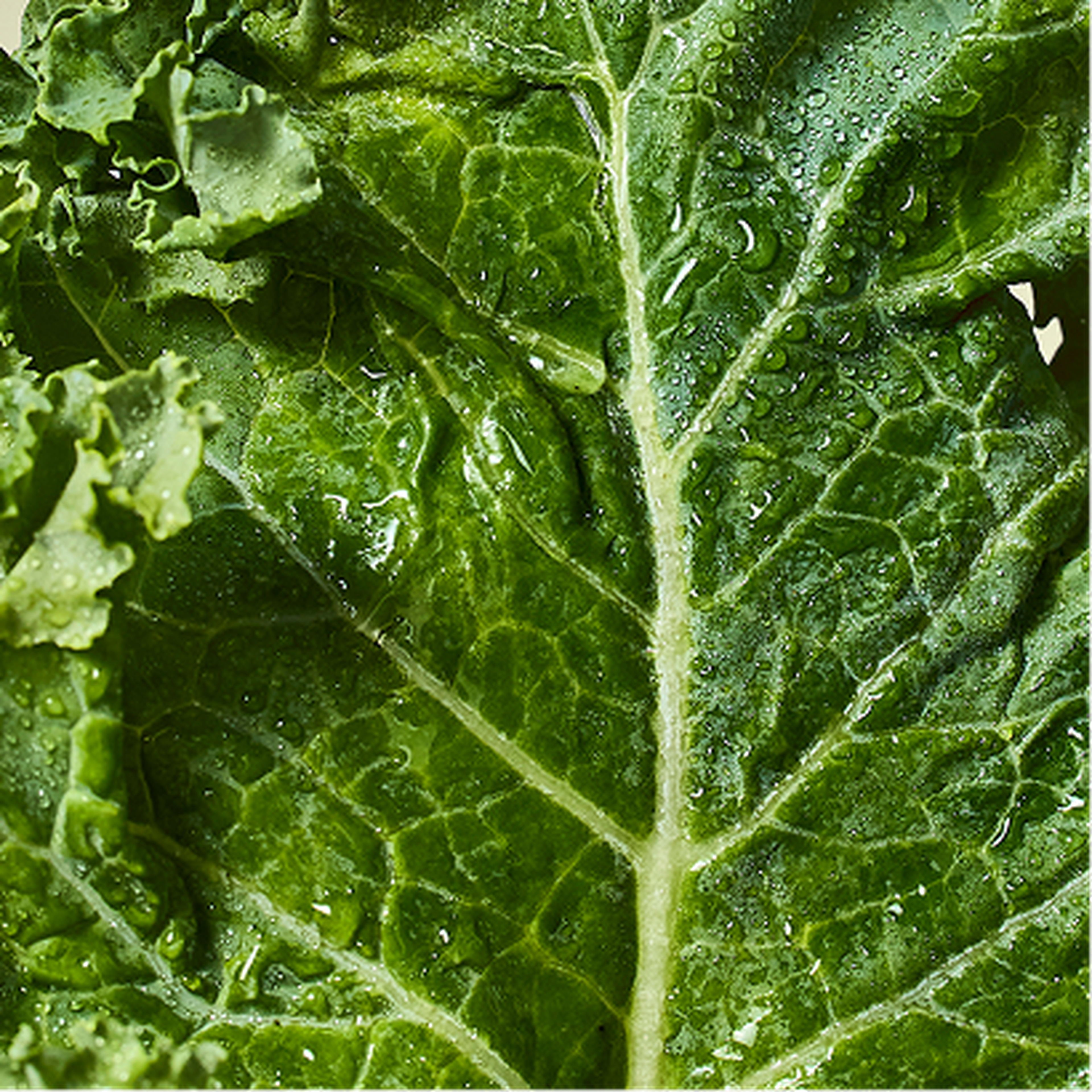 Close-up of a fresh kale leaf with visible green texture and droplets of water highlighting its vibrant and crisp appearance.
