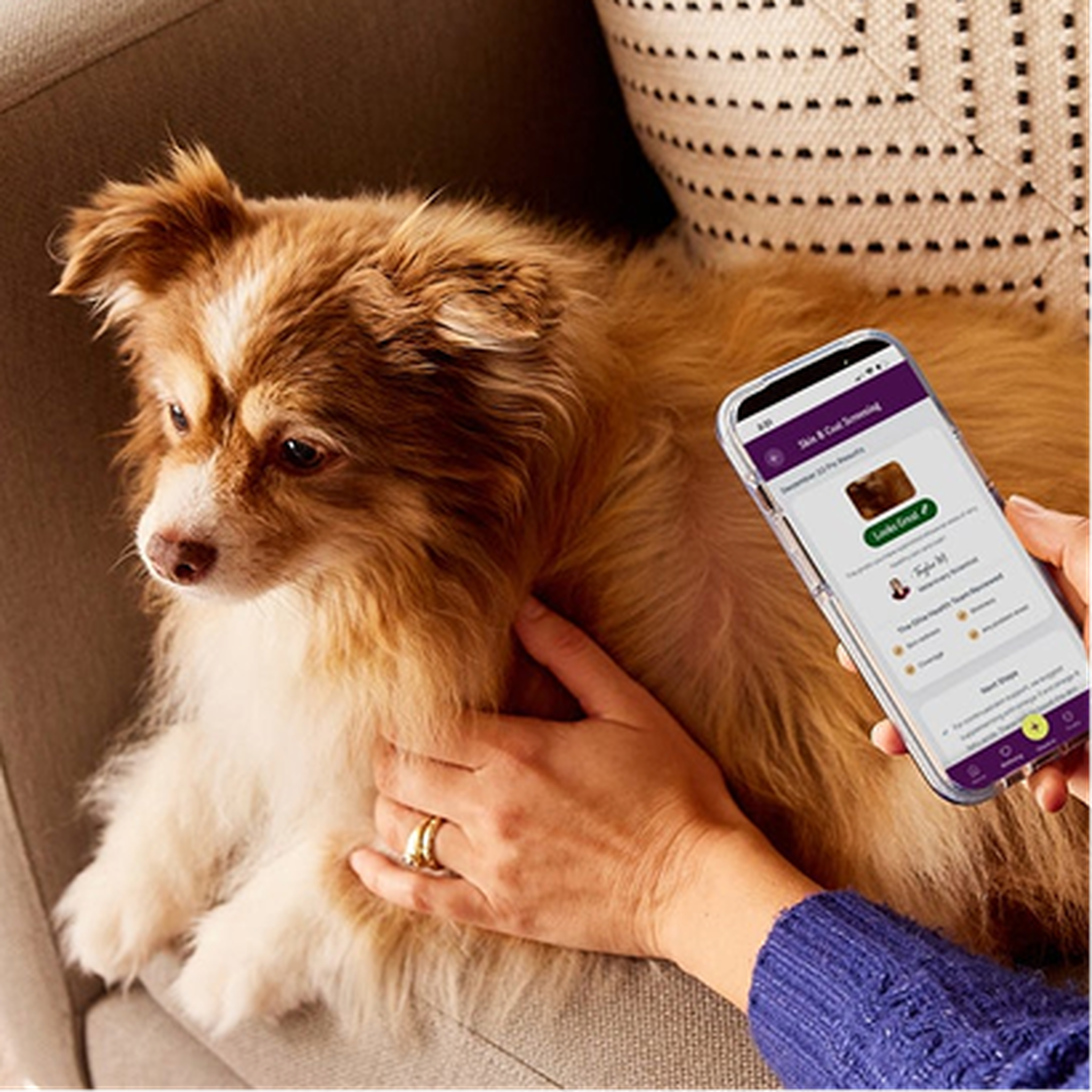 A small fluffy dog sits on a couch as a person holds a smartphone displaying the Ollie app with information and a photo of a similar dog.