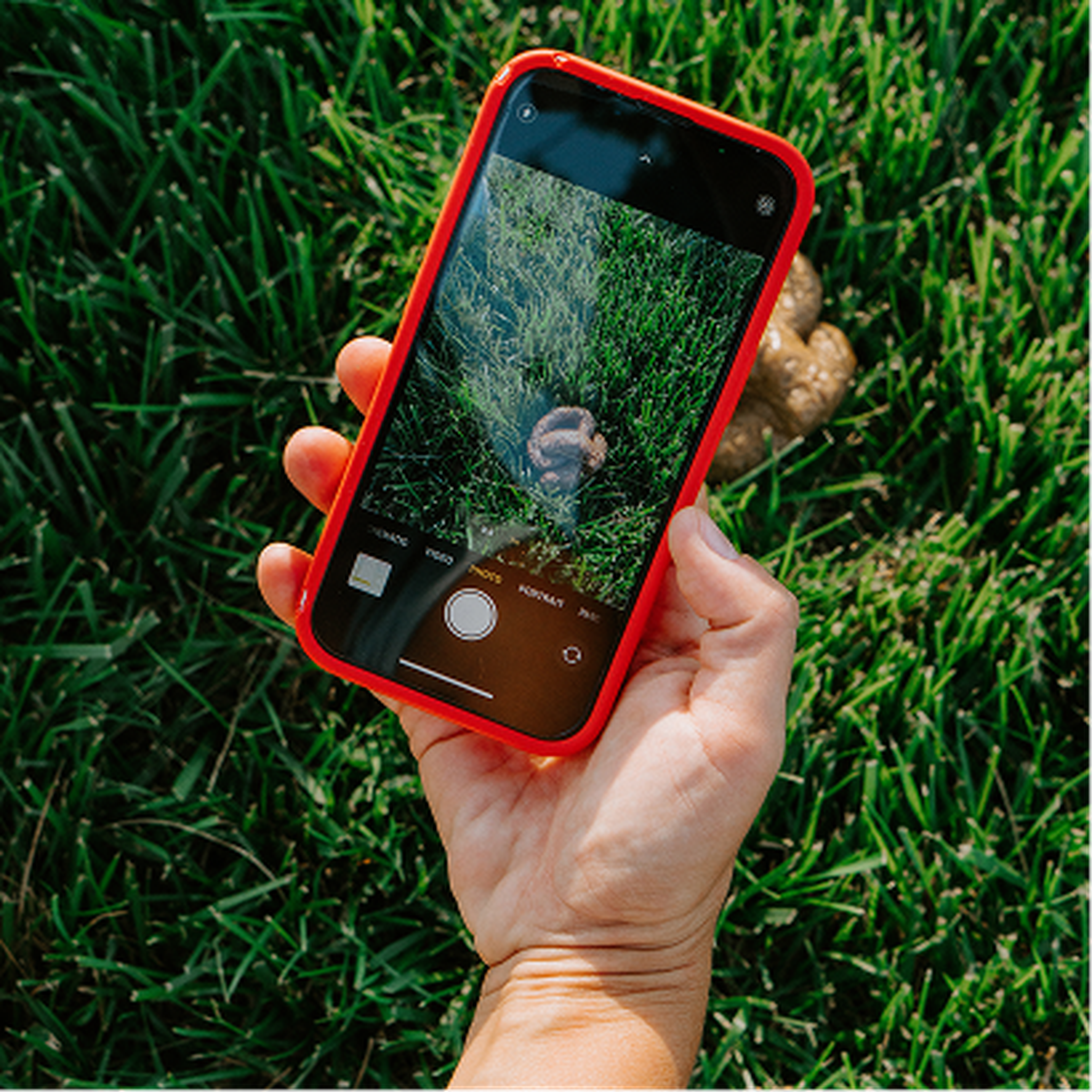 Hand holding a smartphone with a red case, photographing dog poop on grassy ground.