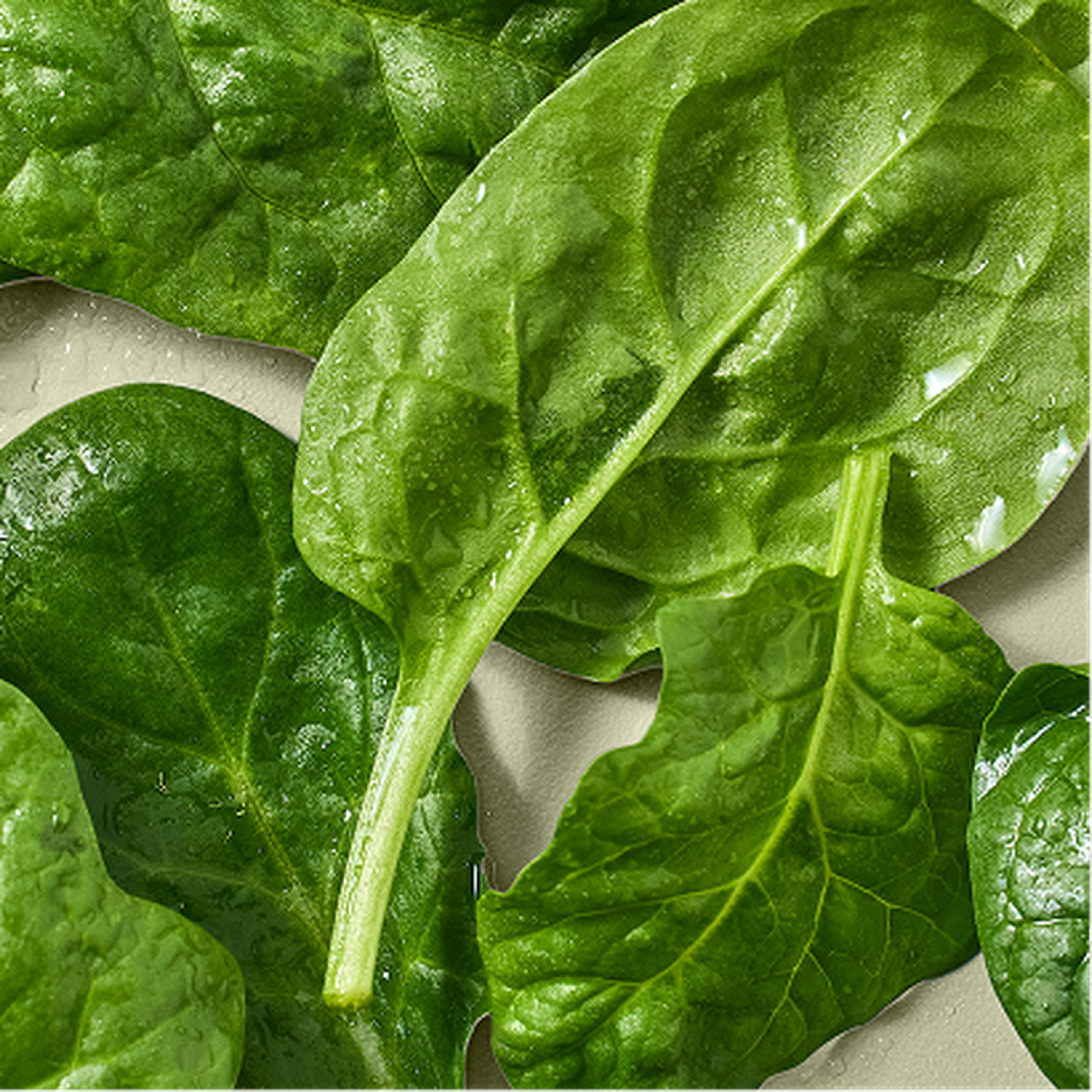 Close-up of fresh, wet spinach leaves with visible texture and vibrant green color.